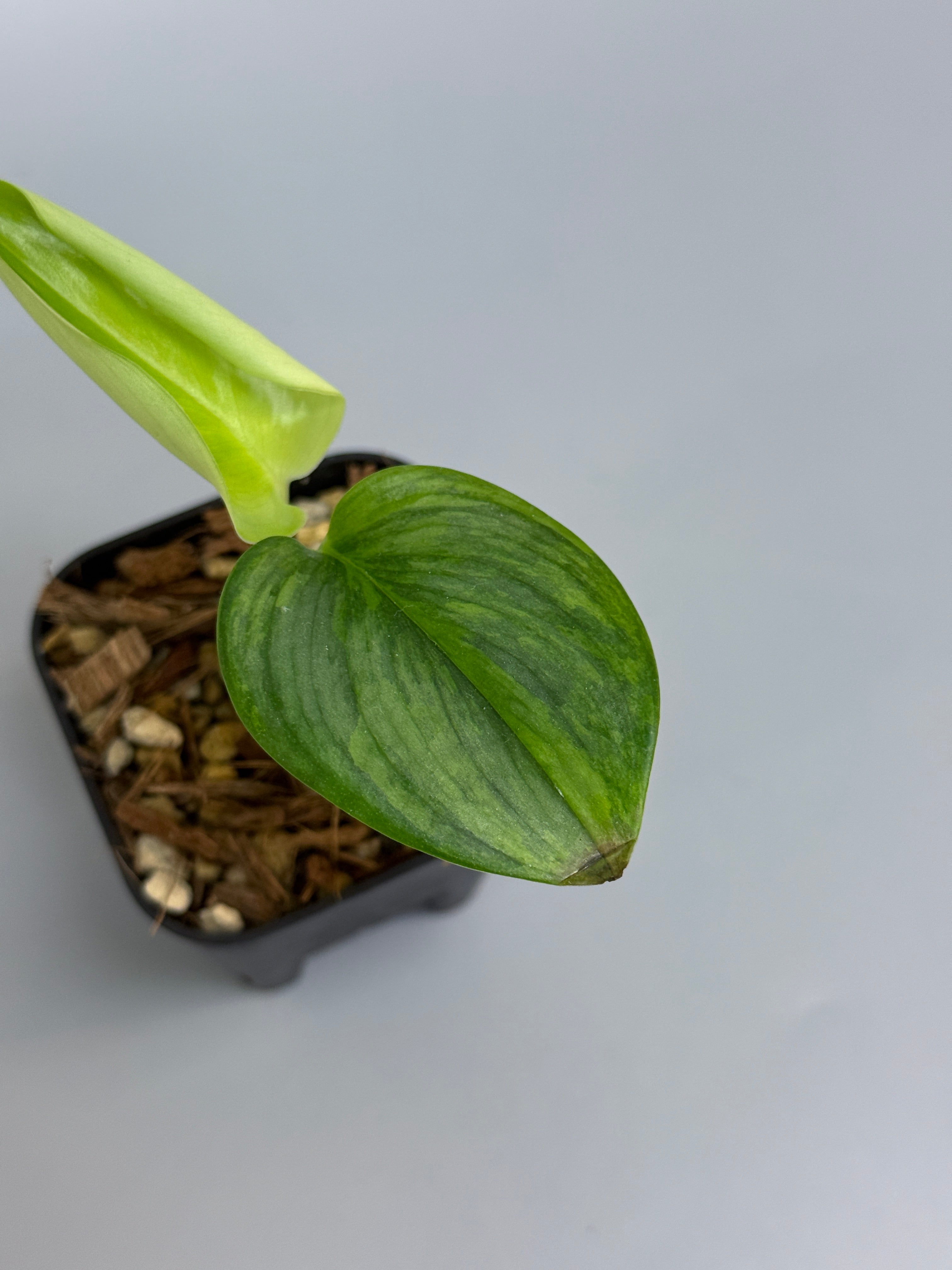 スキンダプサス ルビコン GOG / Scindapsus rubicon GOG (1