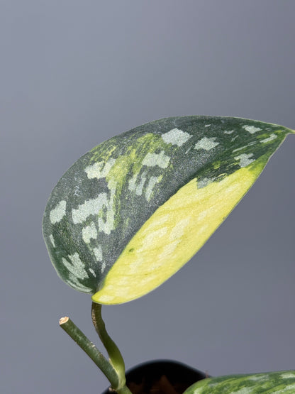 スキンダプサス マラフヨ / Scindapsus Marahuyo (1)