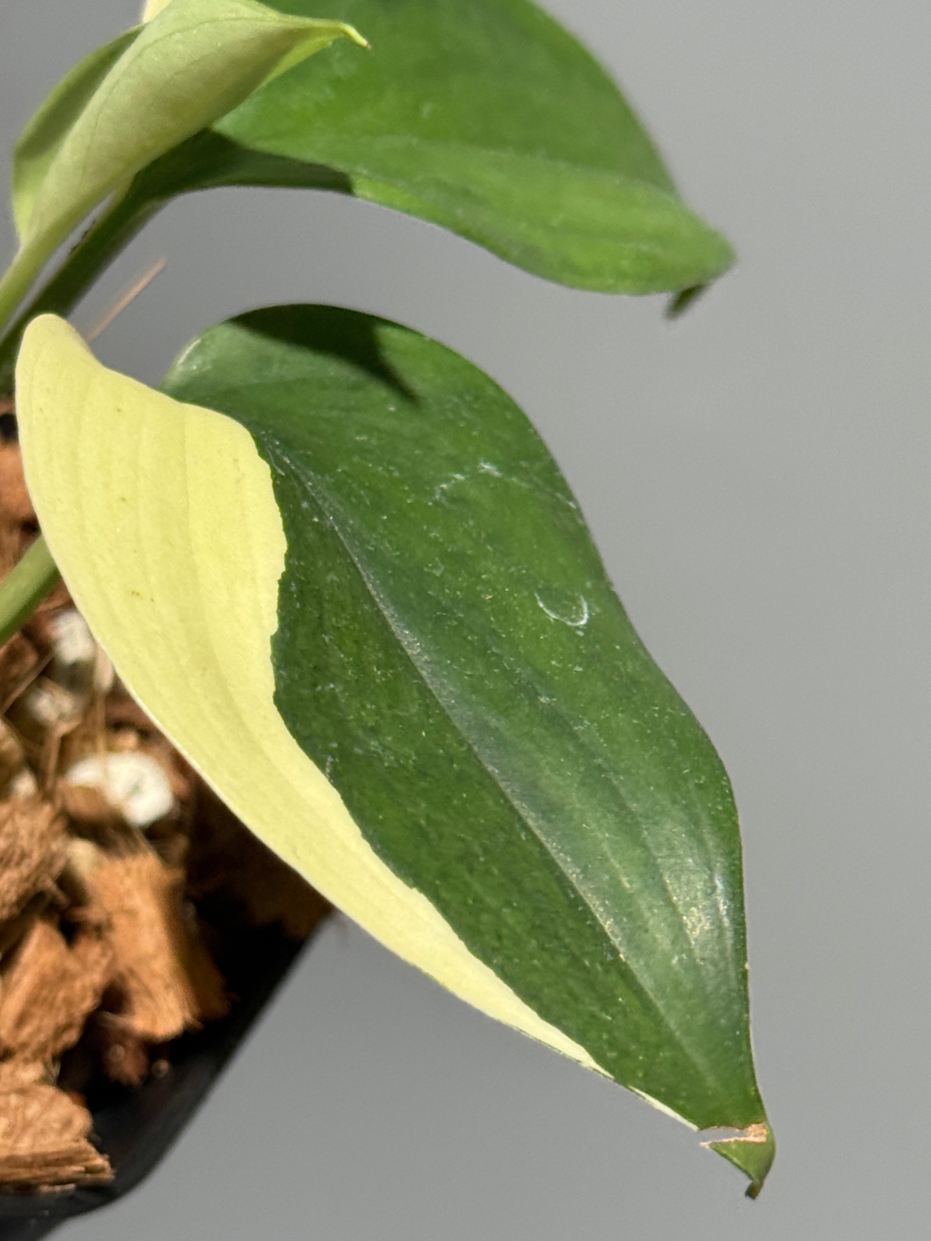 商品 – Page 3 – Nakayama-Plants