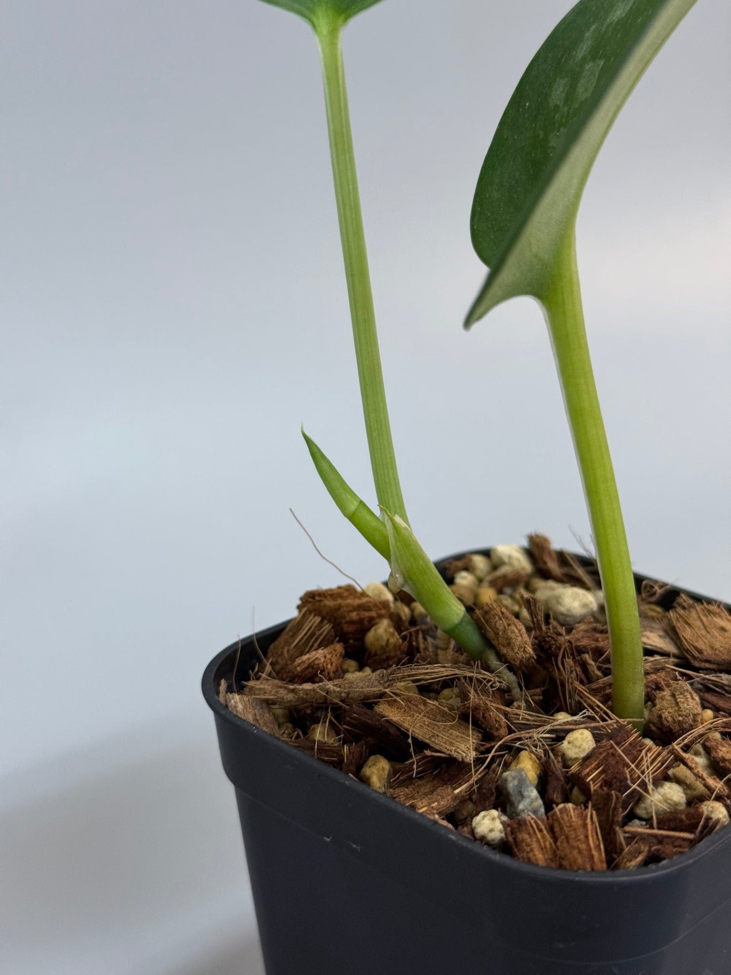 スキンダプサス グリーン エメラルド / Scindapsus green emerald (1)