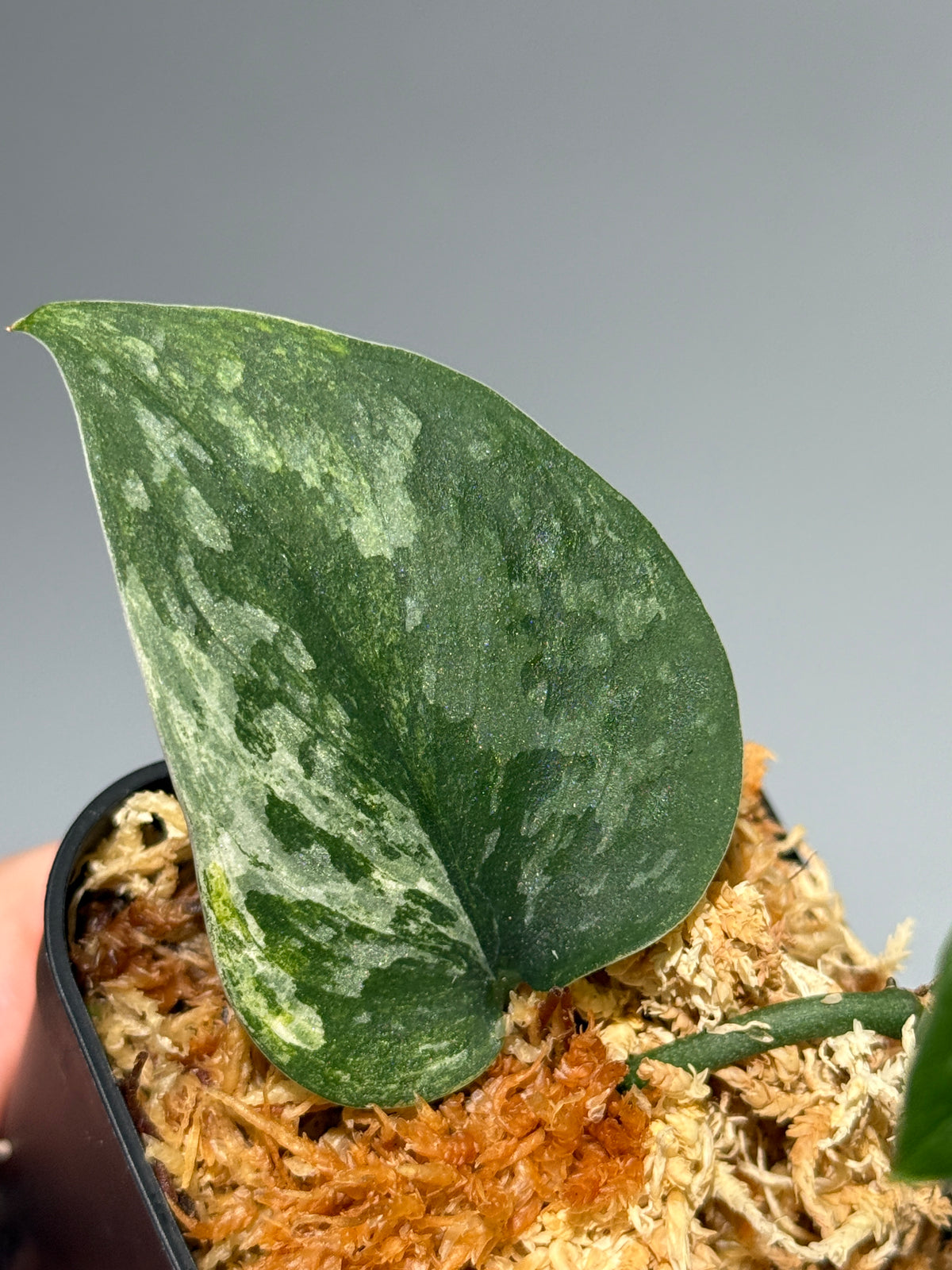 スキンダプサス エキゾチカ サラカ トリカラー  / Scindapsus Exotica salaka toricolor (2)