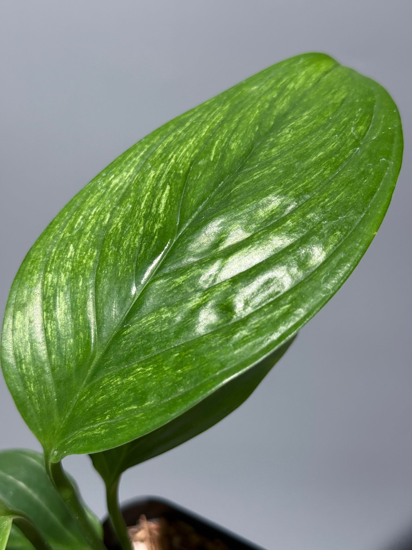 スキンダプサス ペラケンシス  / Scindapsus Perakensis (2)