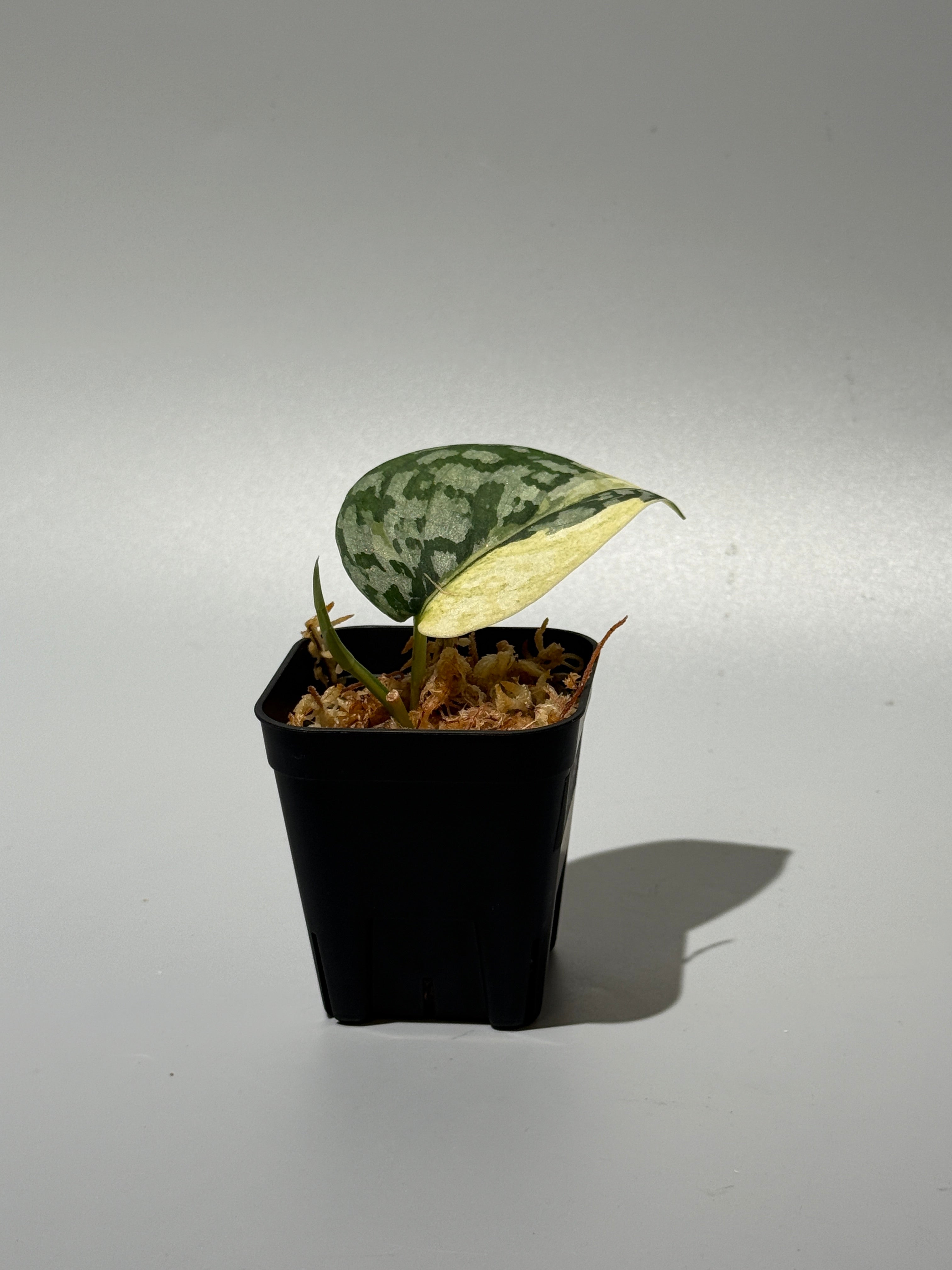 スキンダプサス マハリカ / Scindapsus maharlika (1) – Nakayama-Plants