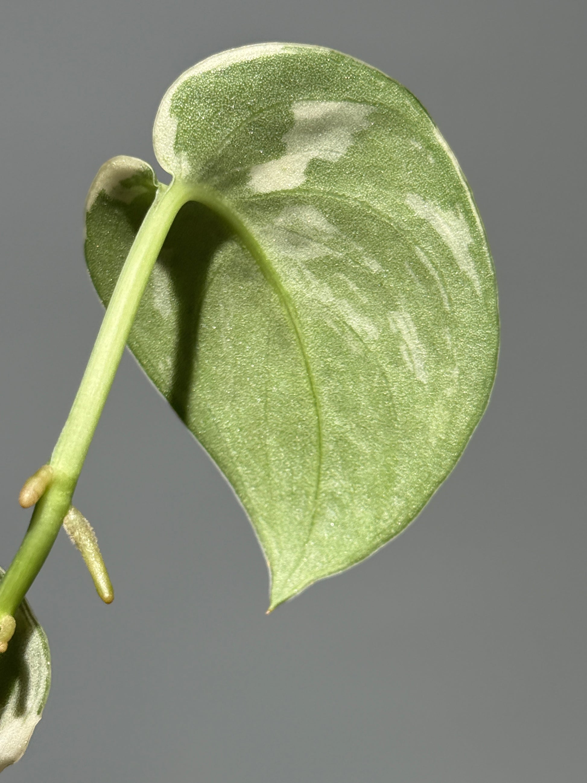 スキンダプサス マヤリ / Scindapsus mayari (1)