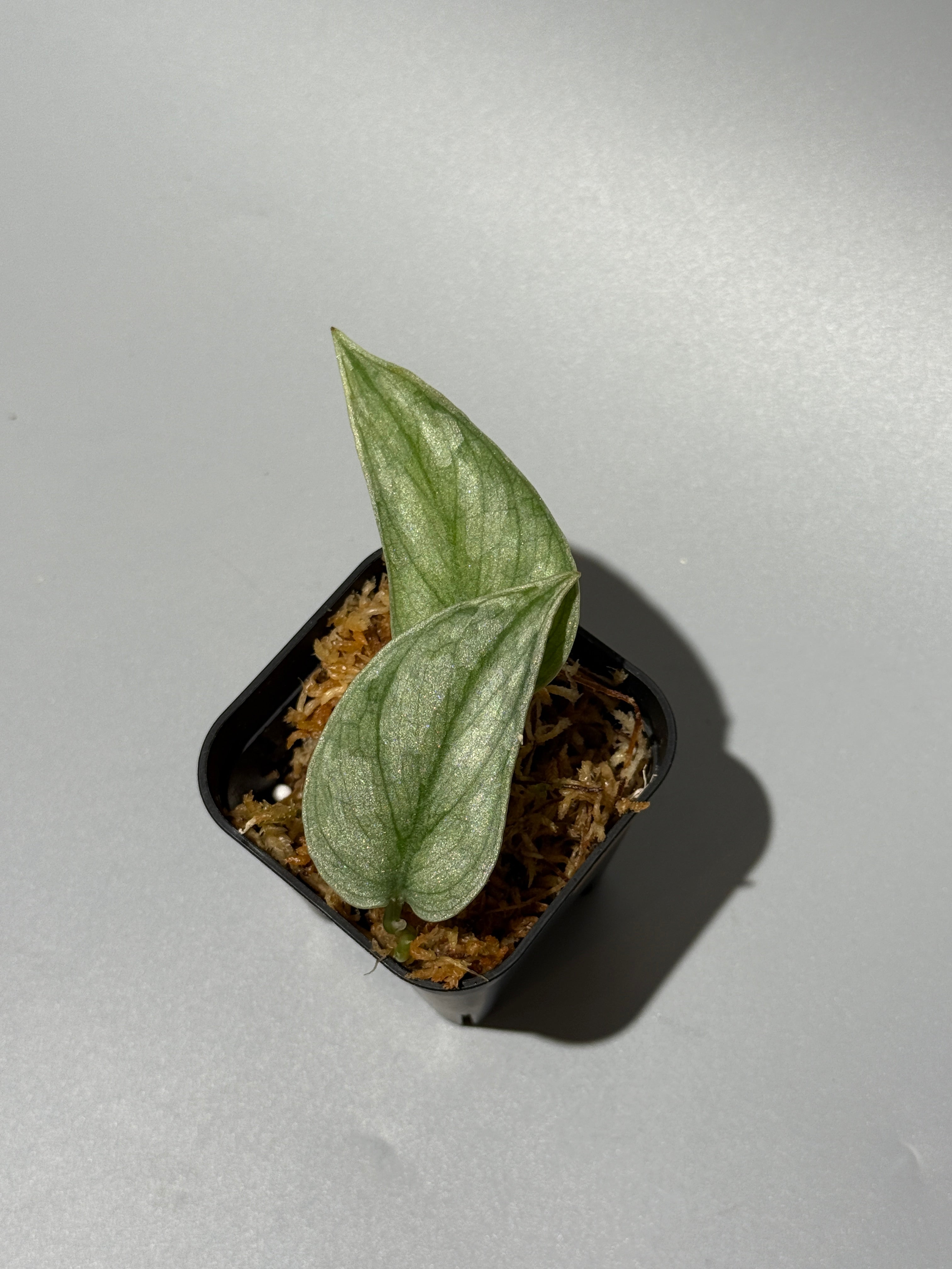 All Plants – Nakayama-Plants