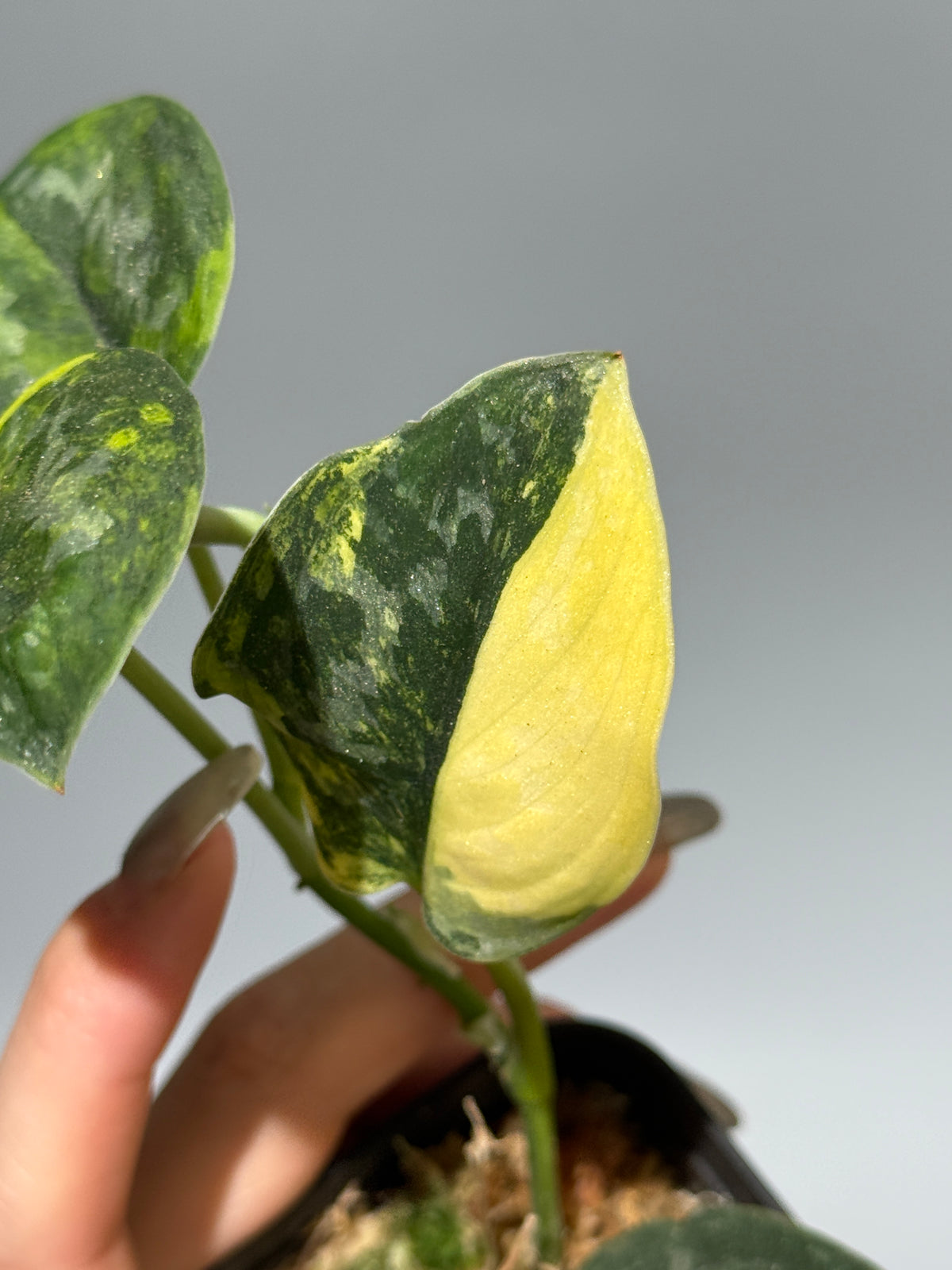 スキンダプサス グリーン ダイヤモンド / Scindapsus Green diamond (2)