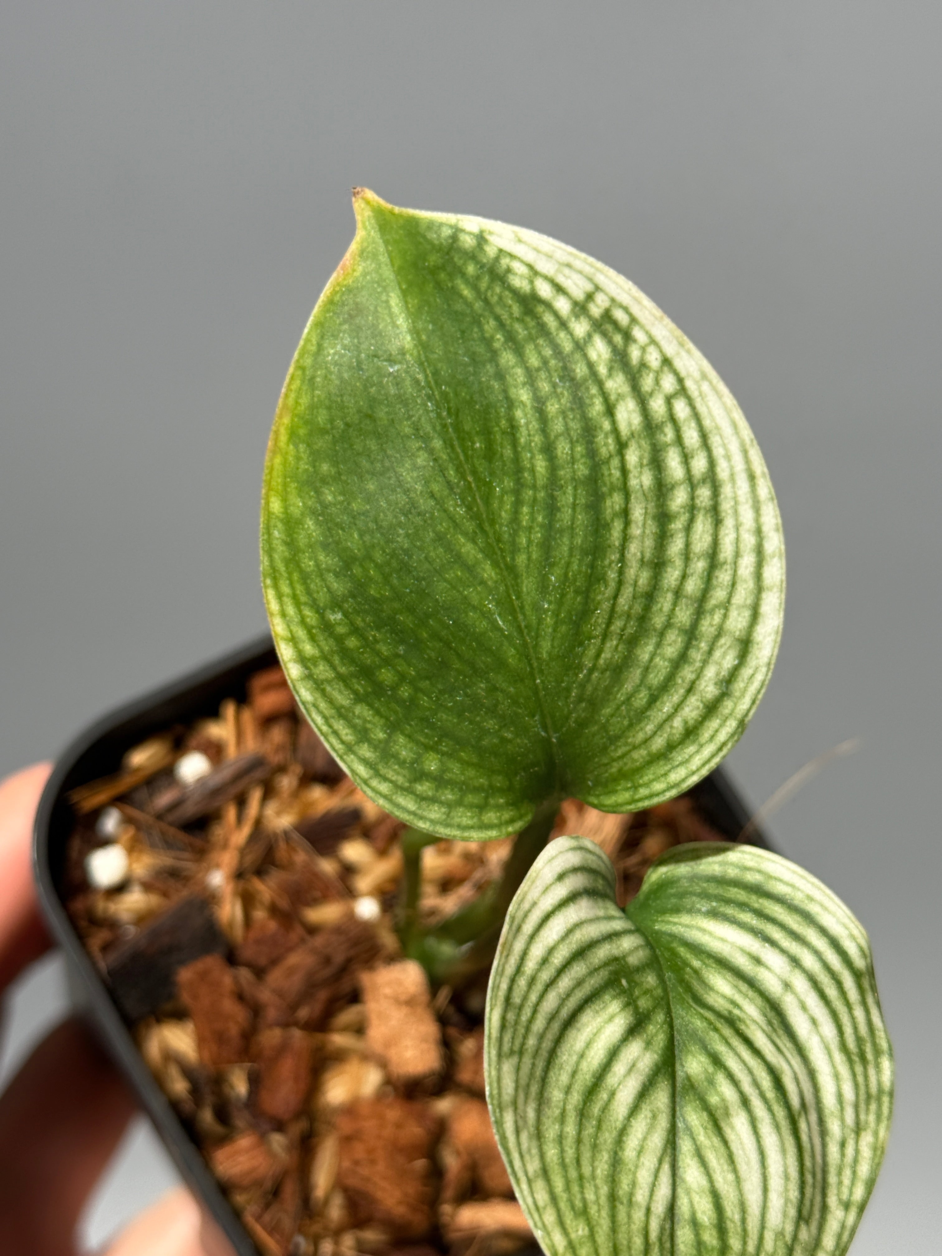 商品 – Page 3 – Nakayama-Plants