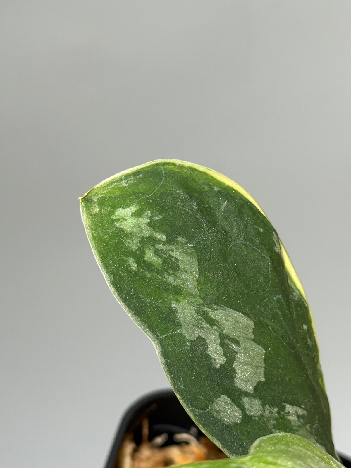 スキンダプサス イバタン  / Scindapsus Ibatan (1)