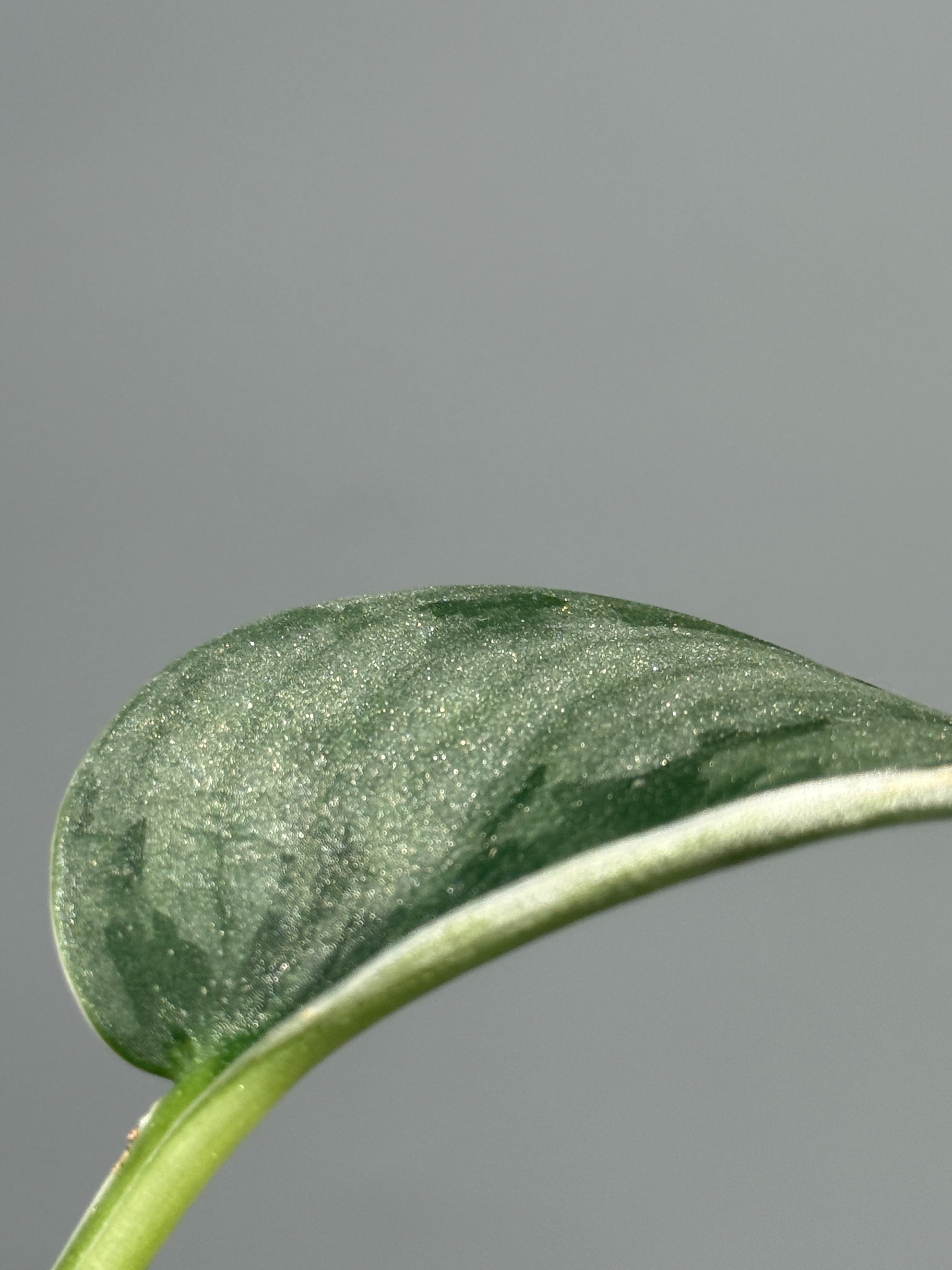 スキンダプサス パイソン / Scindapsus Python (1) – Nakayama-Plants