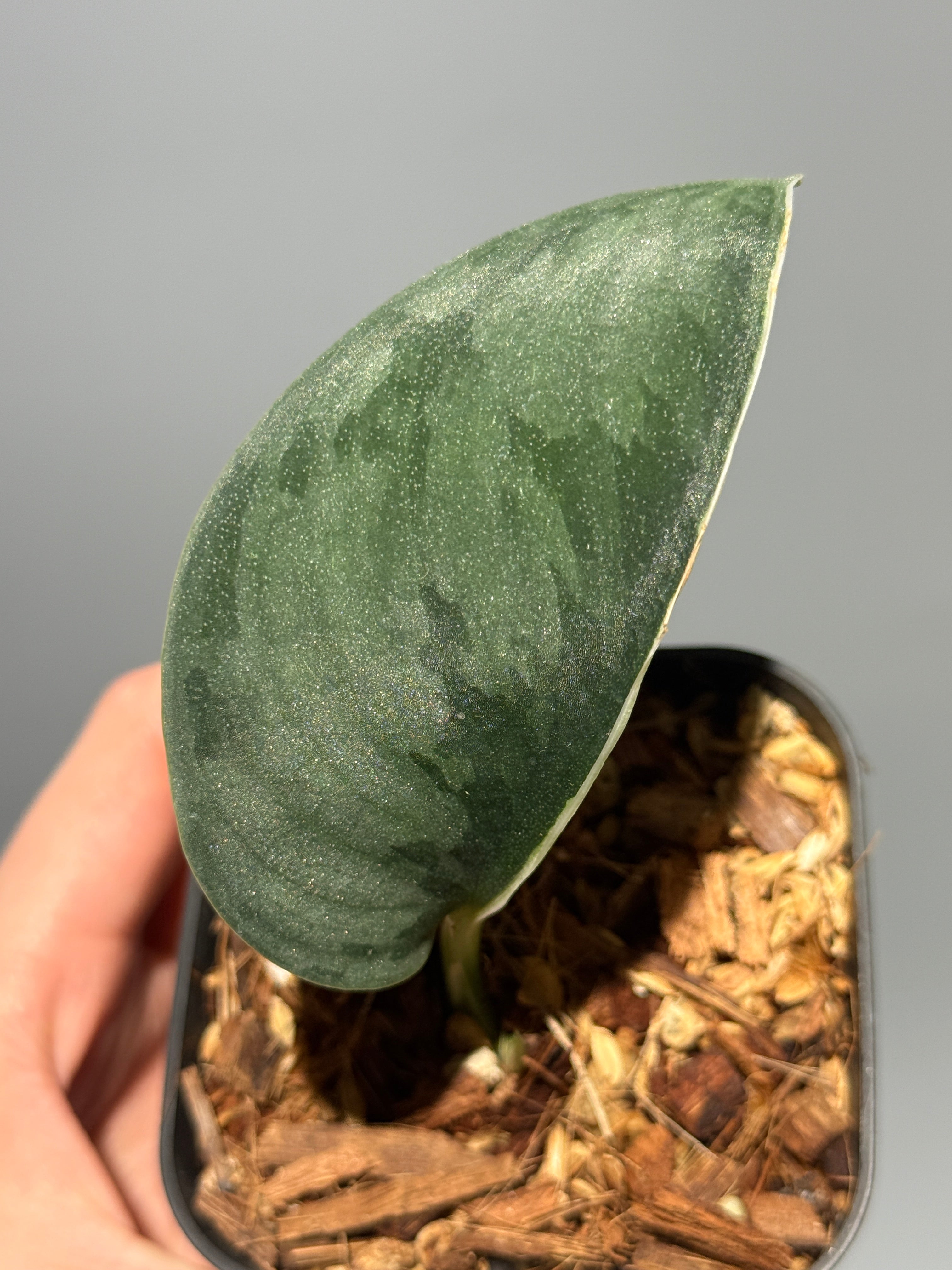 All Plants – Nakayama-Plants