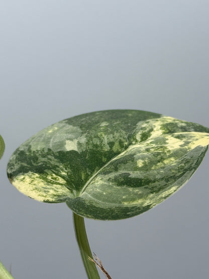 スキンダプサス マングライ / Scindapsus mangurai (2)