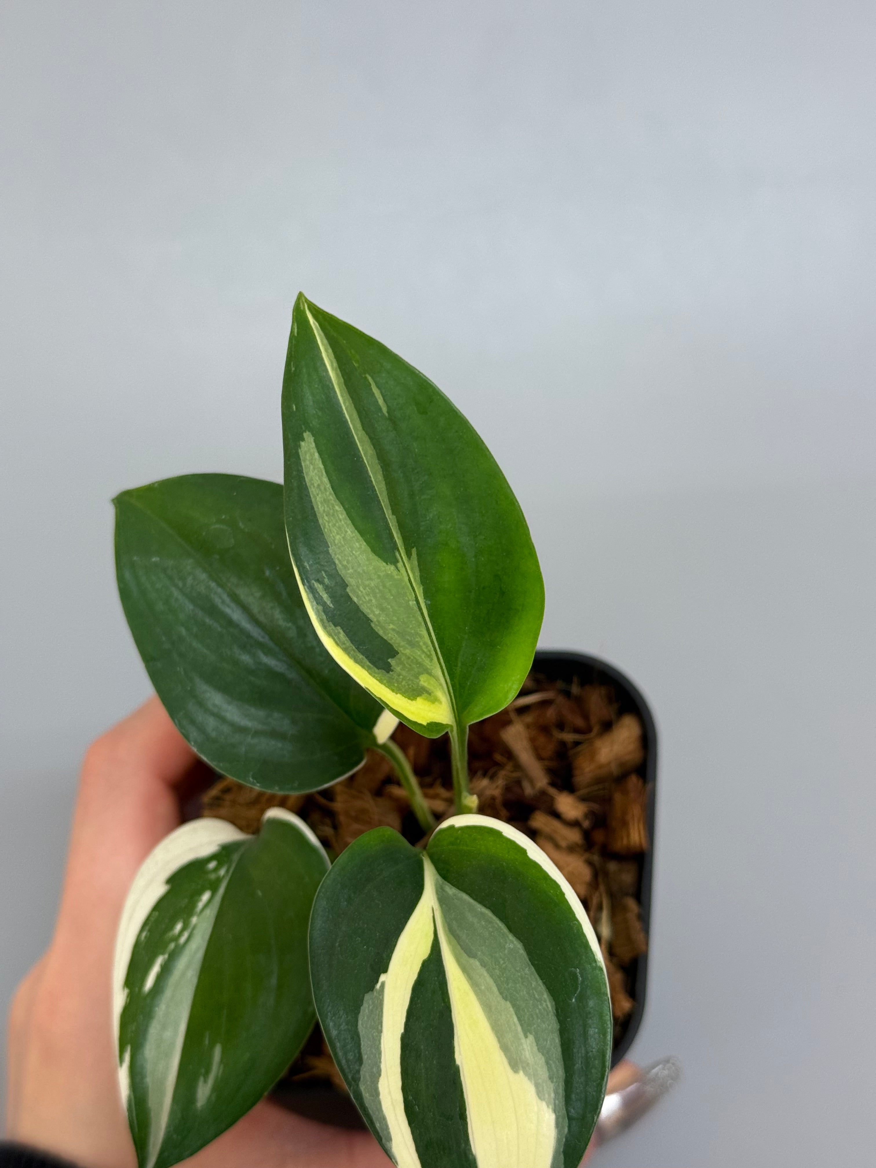 Nakayama Plants – Nakayama-Plants