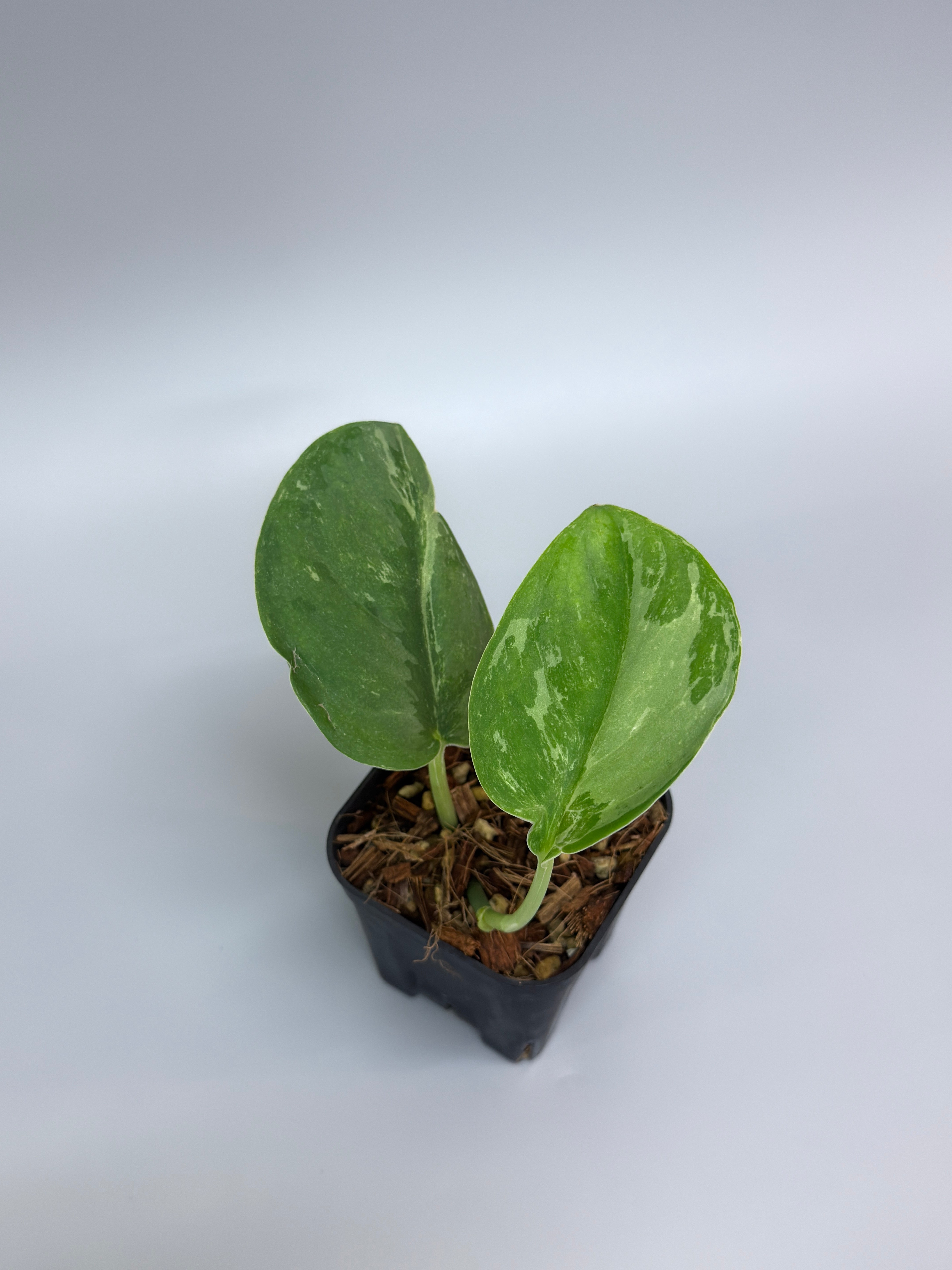 All Plants – Page 2 – Nakayama-Plants