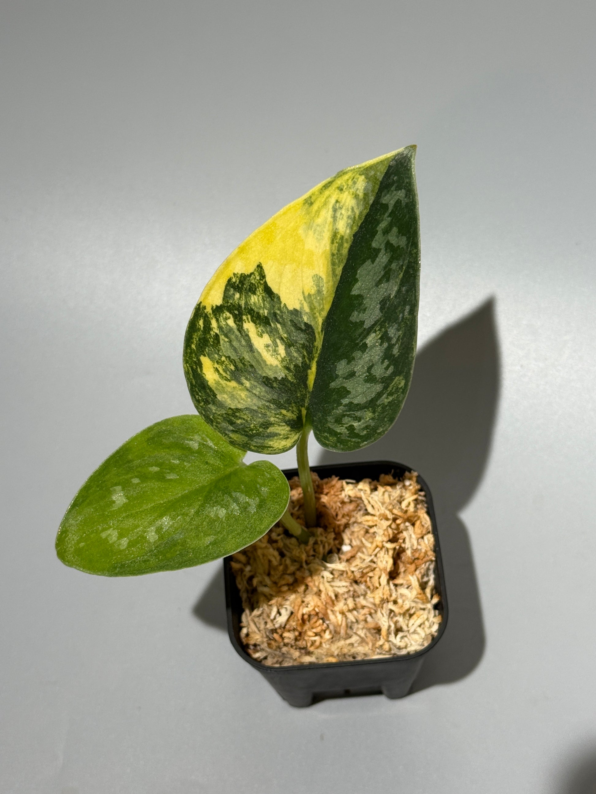 スキンダプサス グリーン ダイヤモンド / Scindapsus Green diamond (2)