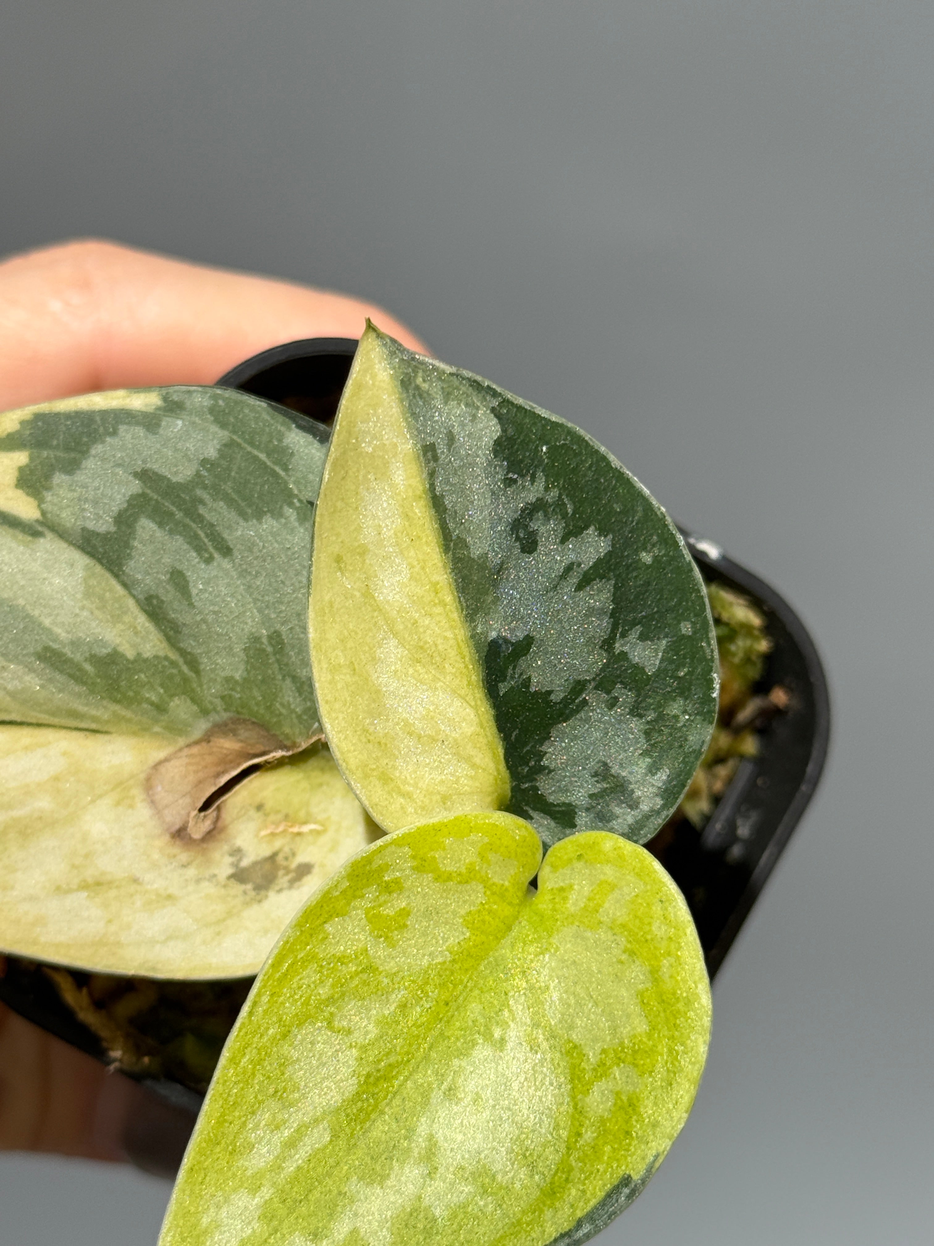 スキンダプサス・ピクタス・マハリカ　 大葉1 スキンダプサス マハリカ / Scindapsus maharlika (1) – Nakayama-Plants