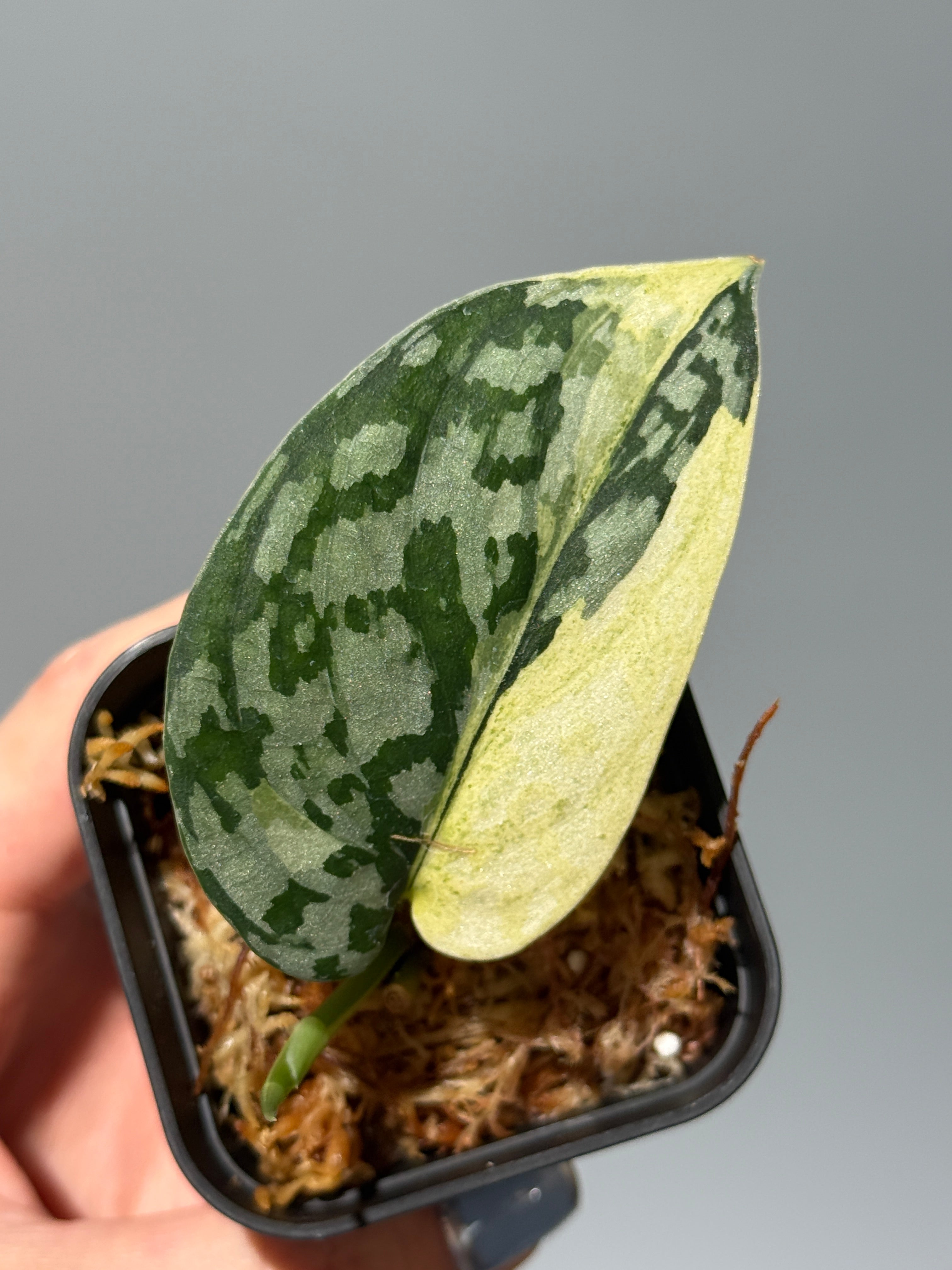 スキンダプサス マハリカ / Scindapsus maharlika (1) – Nakayama-Plants