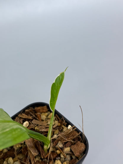 スキンダプサス リップスティック / Scindapsus Lipstick (1)