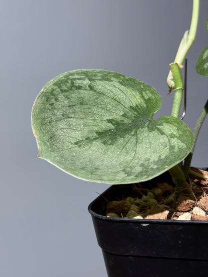 スキンダプサス ドラヤキ / Scindapsus Dorayaki (1)