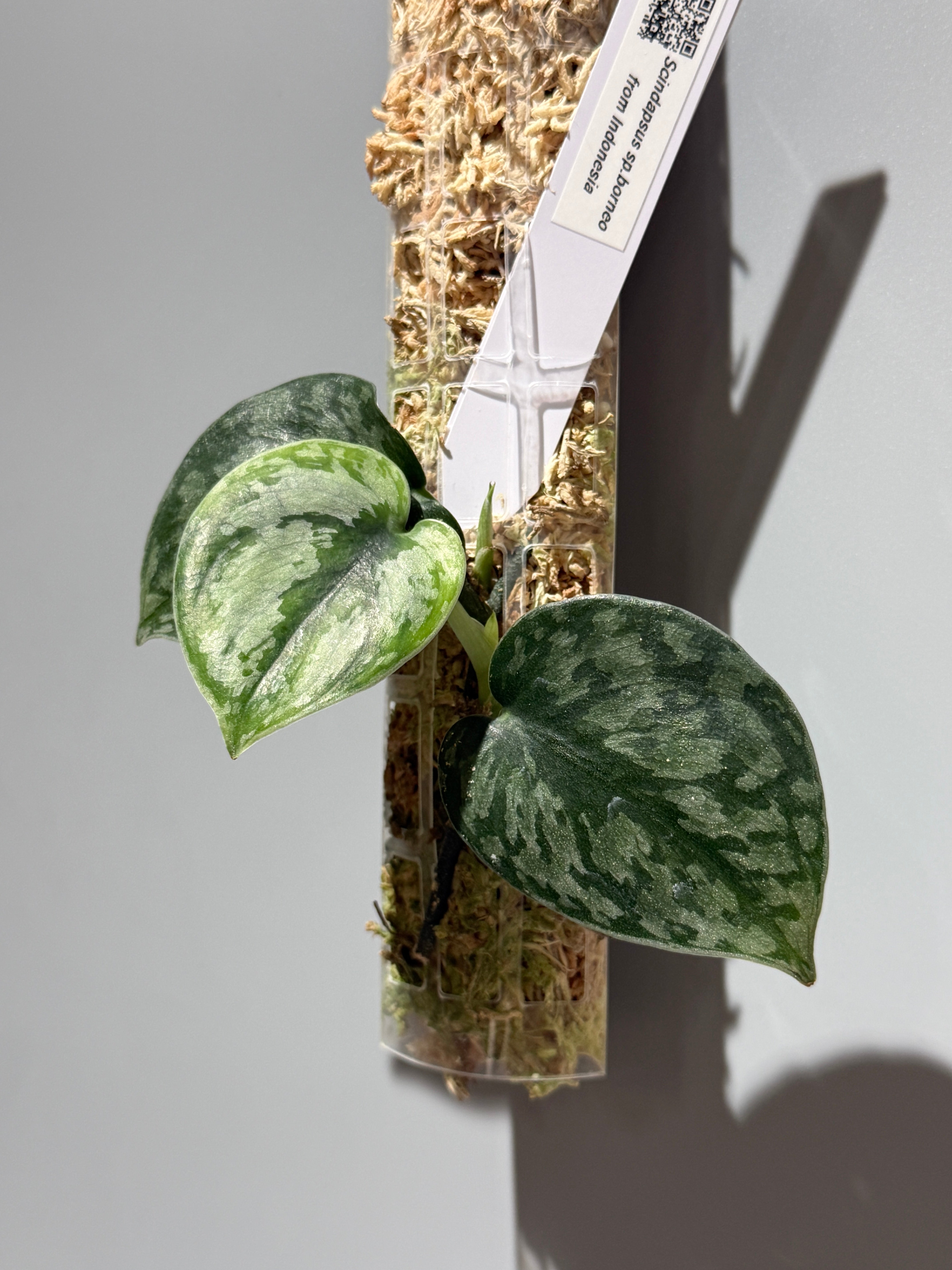 Scindapsus spボルネオ産　わさわさ仕立て1 スキンダプサス Spボルネオ / Scindapsus Sp.Borneo (P2) – Nakayama