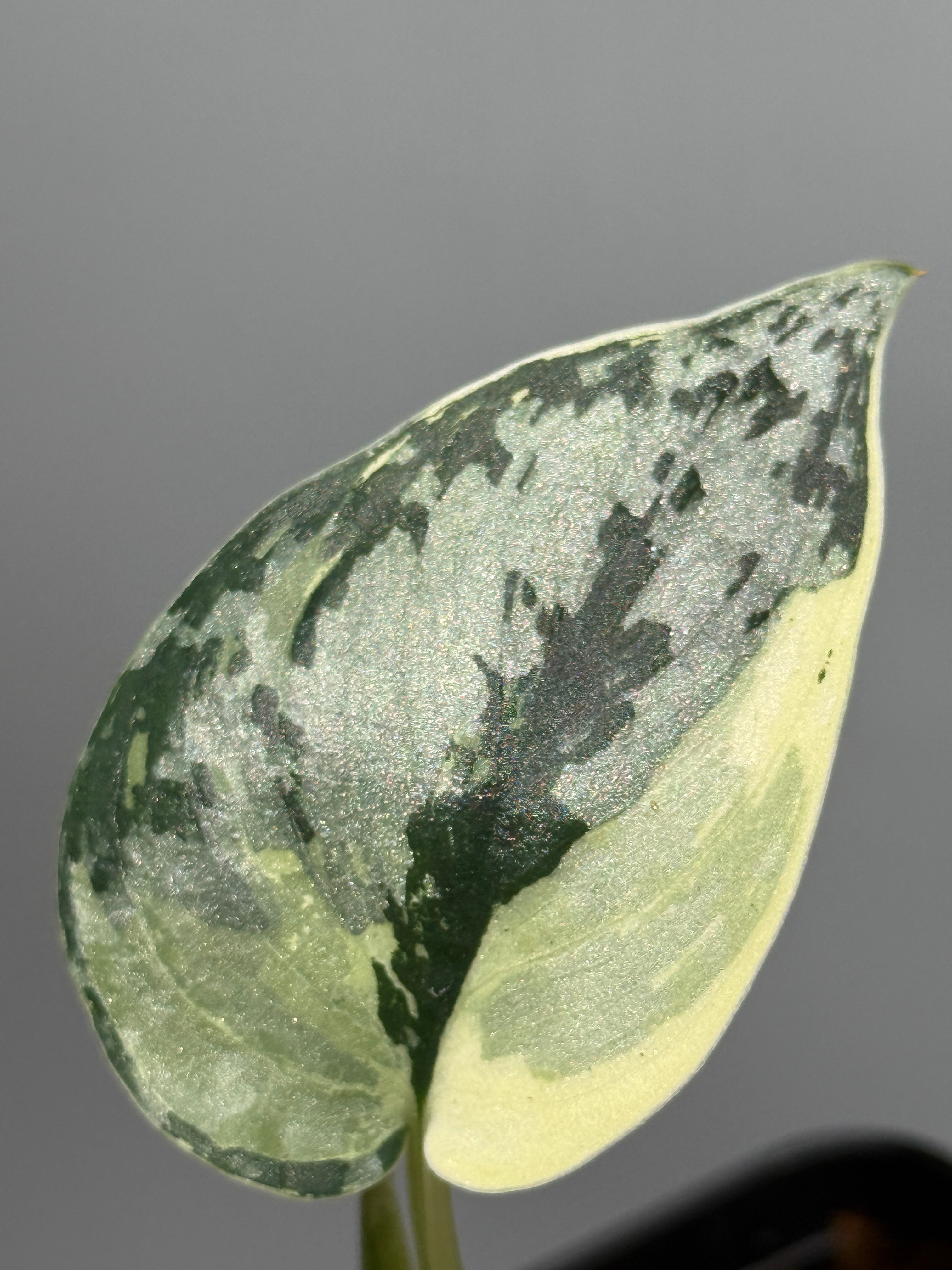 スキンダプサス3種/専用出品になります！ 観葉植物 スキンダプサス3種