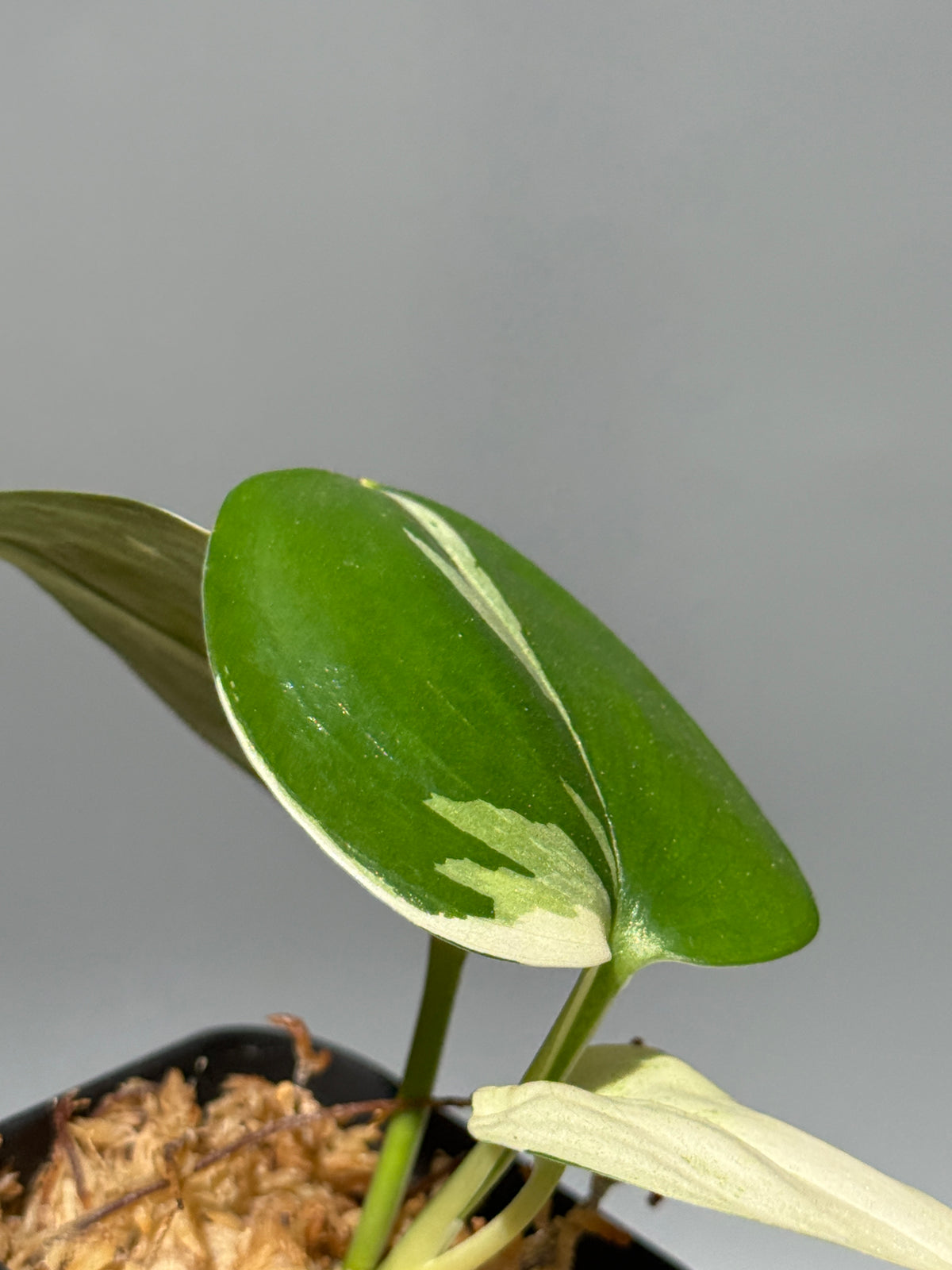 スキンダプサス トレビー ムーンライト 斑入り  / Scindapsus treubii moonlight var. (1)