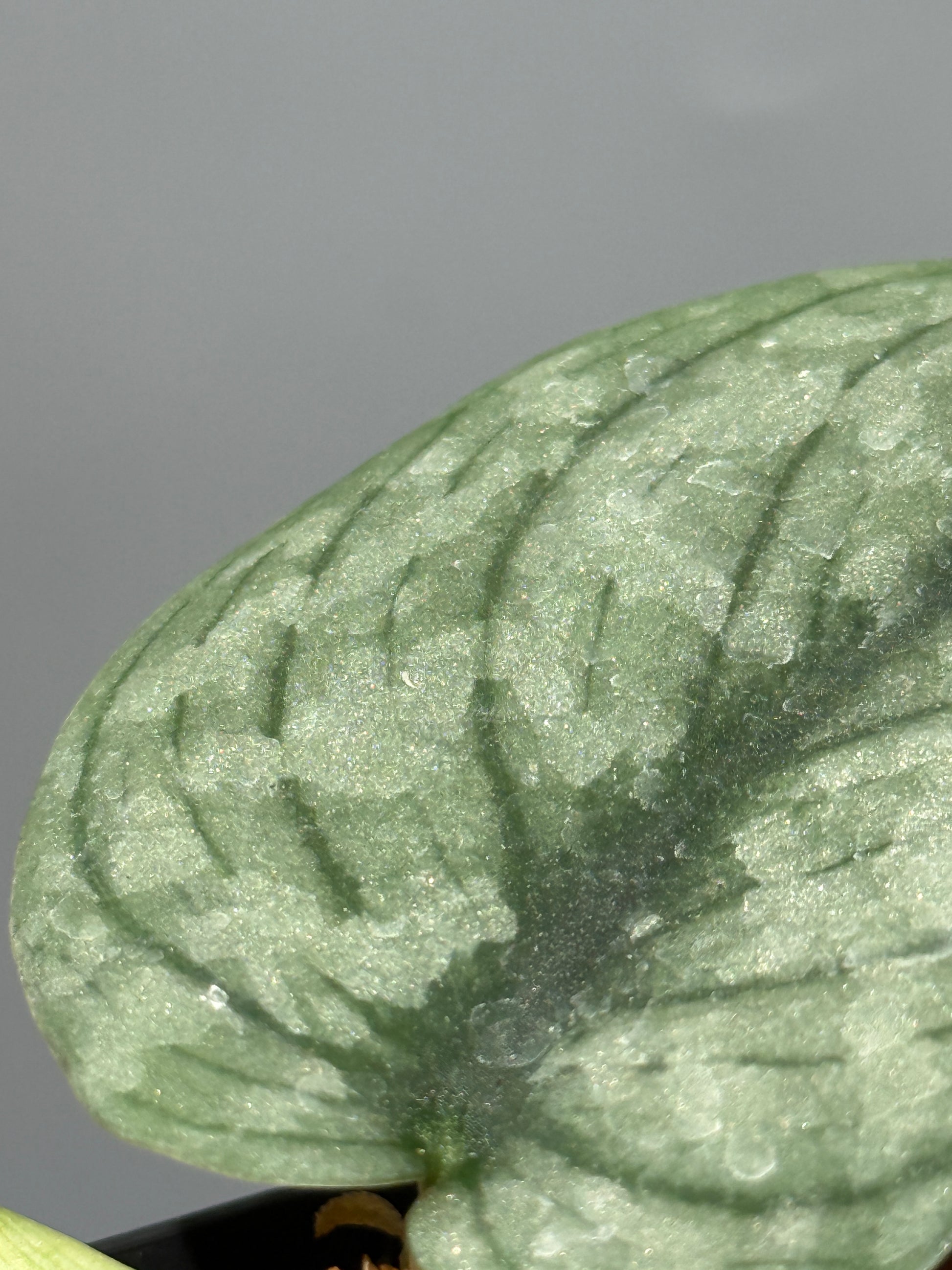 スキンダプサス グリーンベイン / Scindapsus Green vein (2)