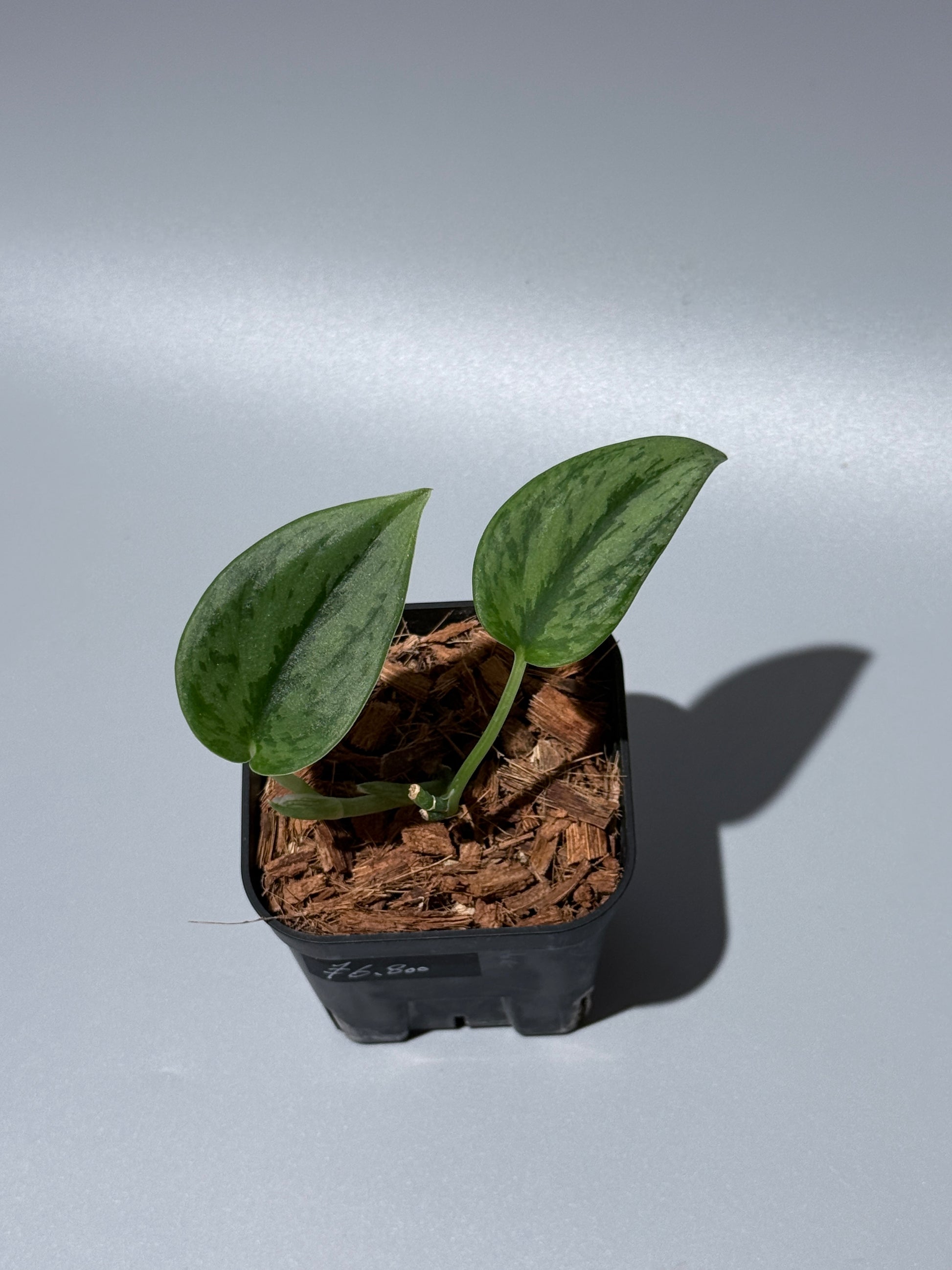 スキンダプサス グリーン アーミー / Scindapsus Green army (1)