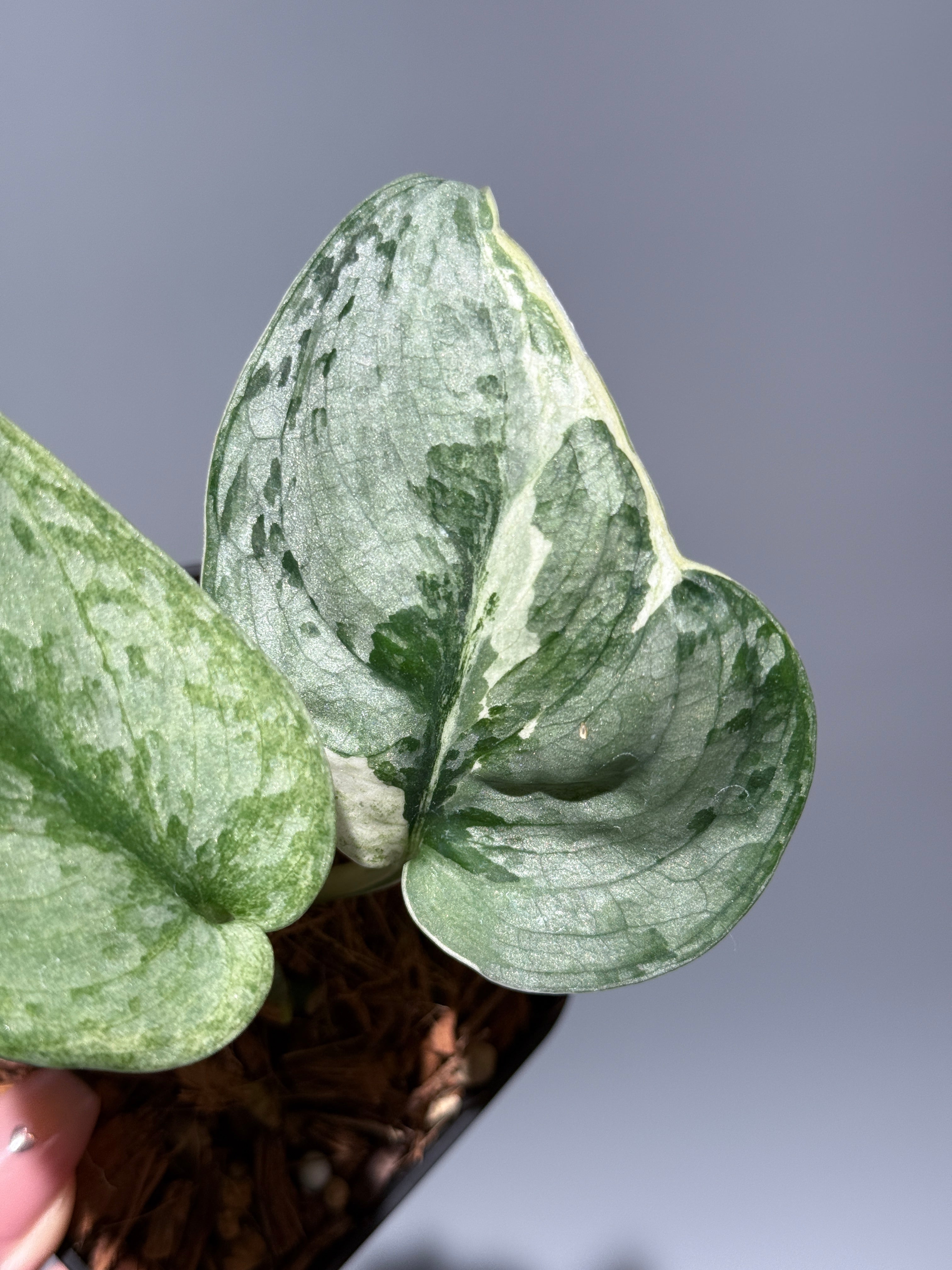 スキンダプサス　ニルマラ　1 スキンダプサス ニルマラ / Scindapsus nirmala (1) – Nakayama-Plants