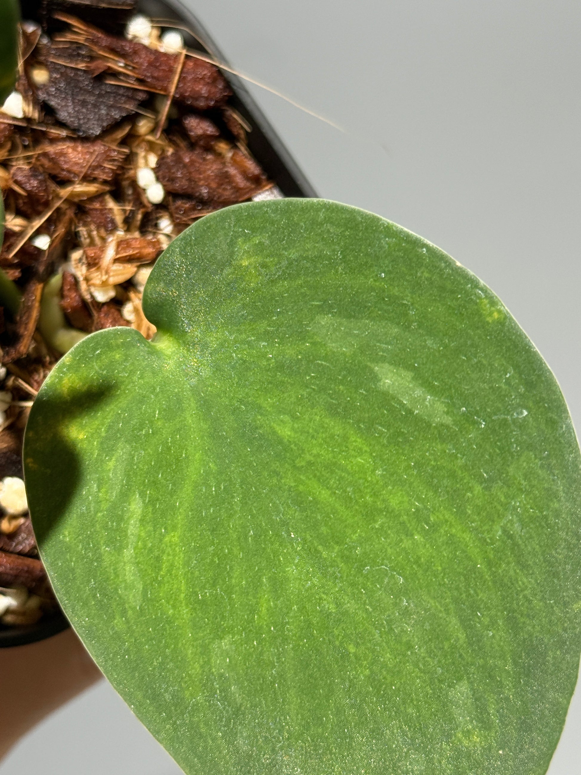 スキンダプサス グリーン エメラルド / Scindapsus green emerald (1)