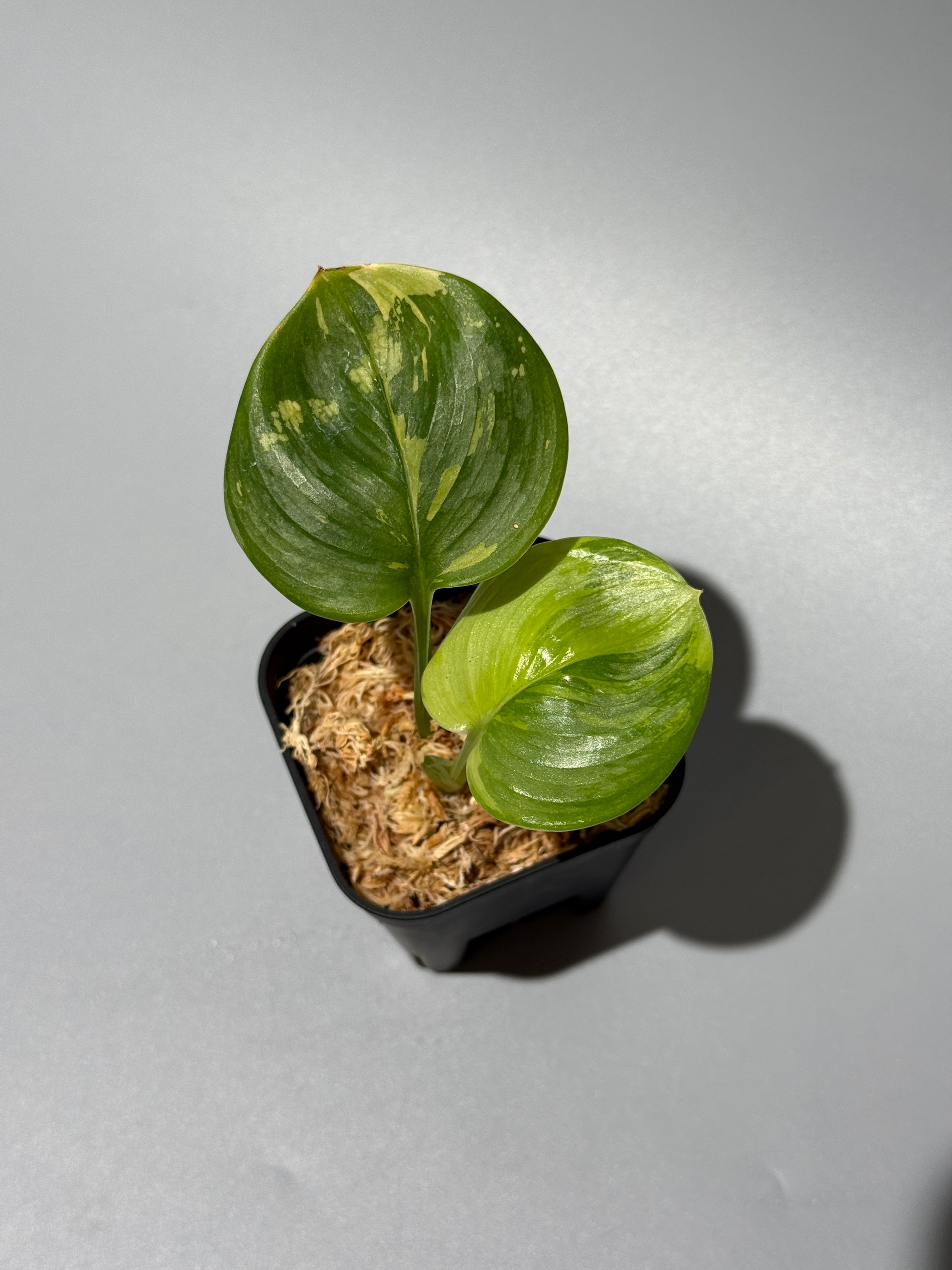 スキンダプサス ルビコン 斑入り  / Scindapsus Rubicon var.  (1)