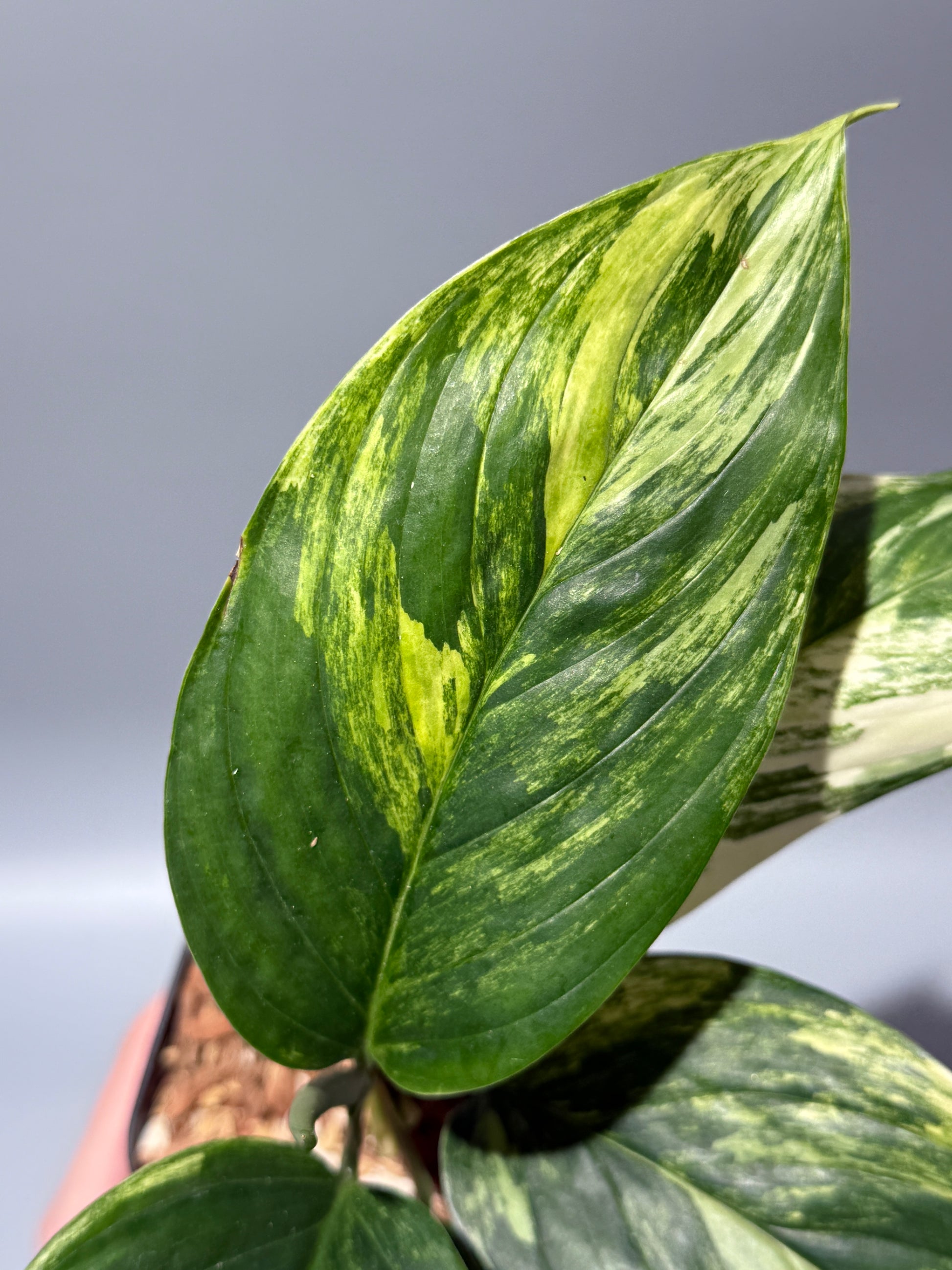 スキンダプサス ペラケンシス 斑入り / Scindapsus Perakensis var. (1)