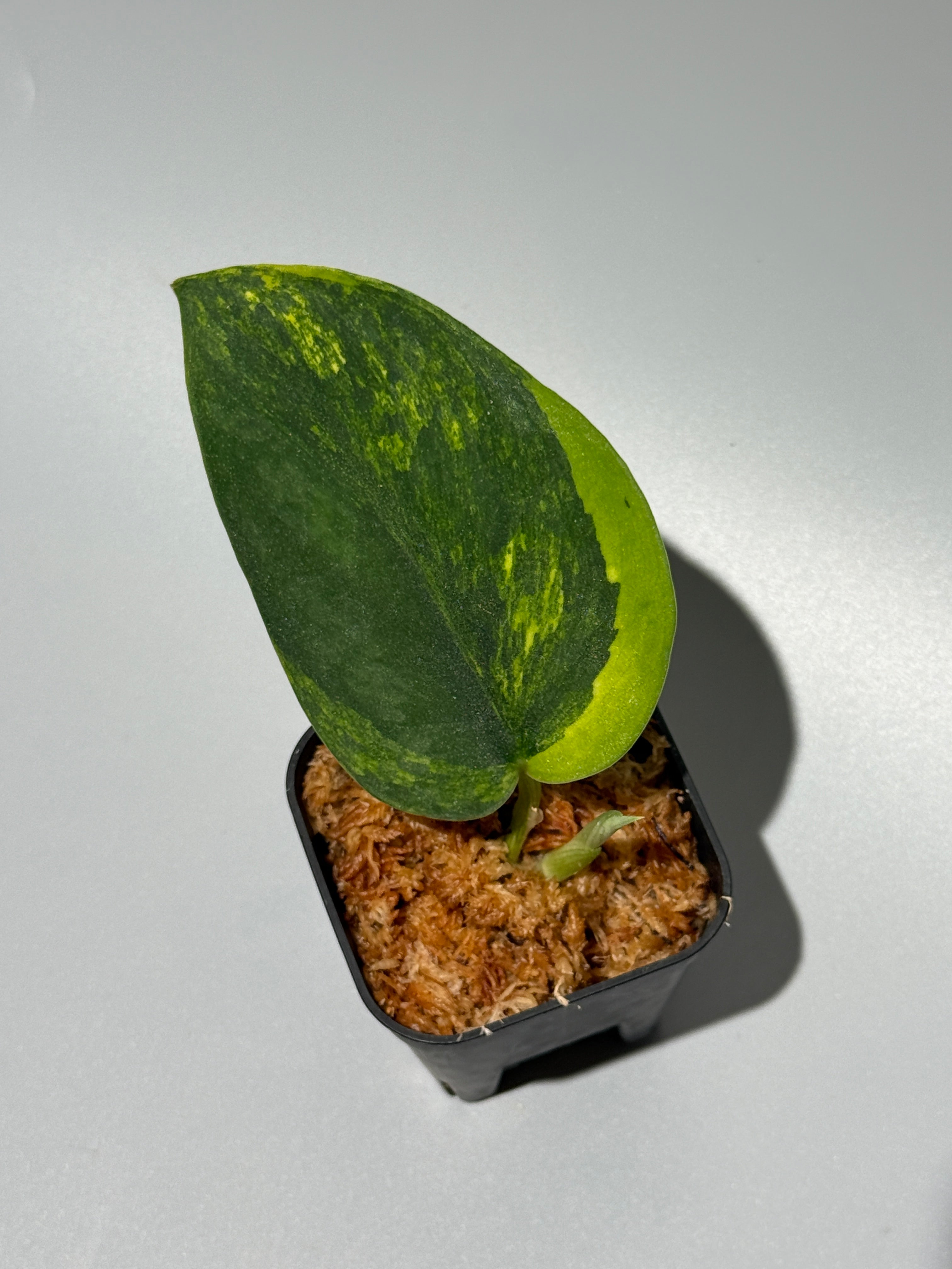 Nakayama Plants公式オンラインストア｜スキンダプサス専門店