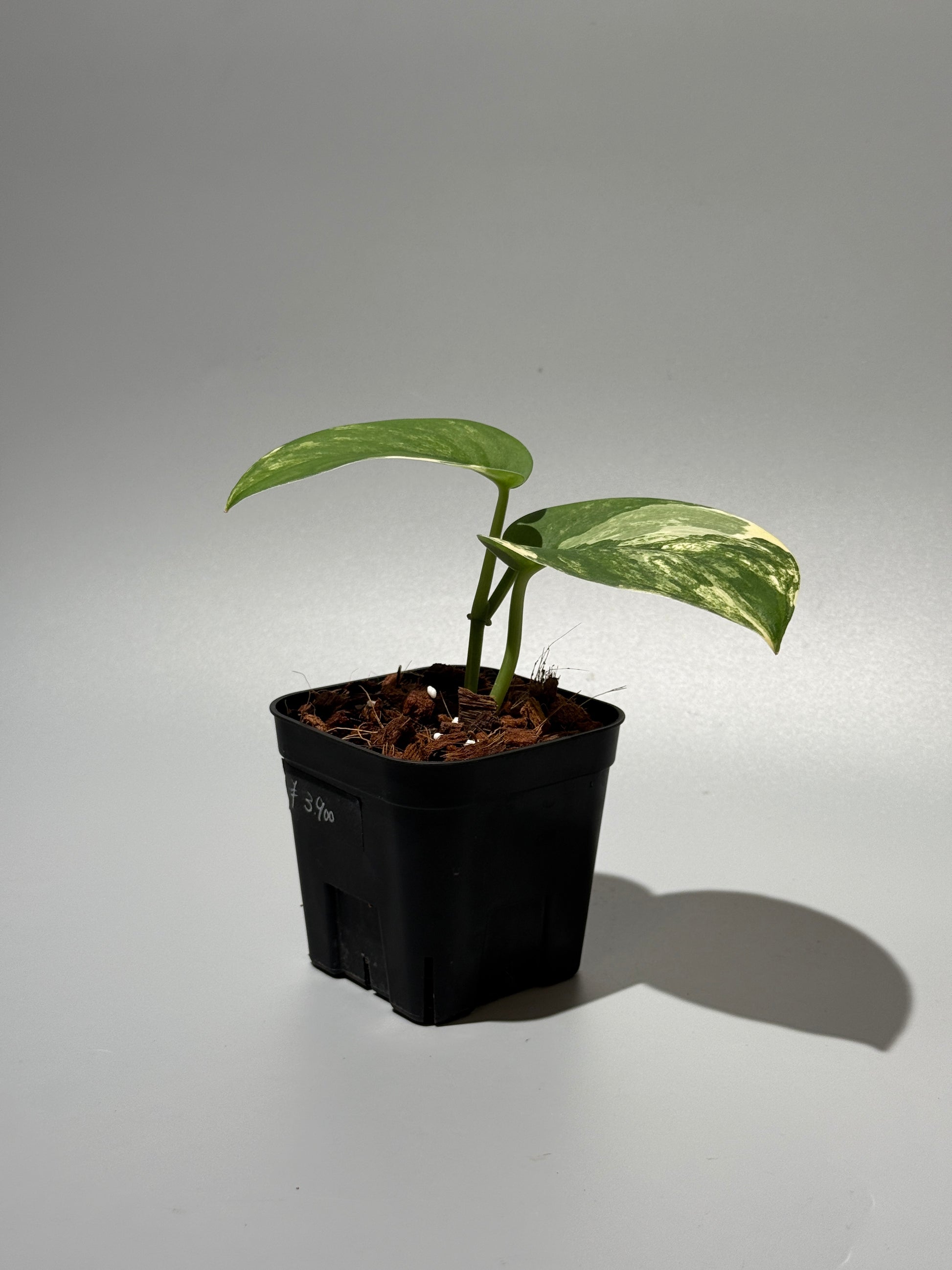 スキンダプサス ジェイドサテン オーレア  / Scindapsus jadesatin aurea (2)