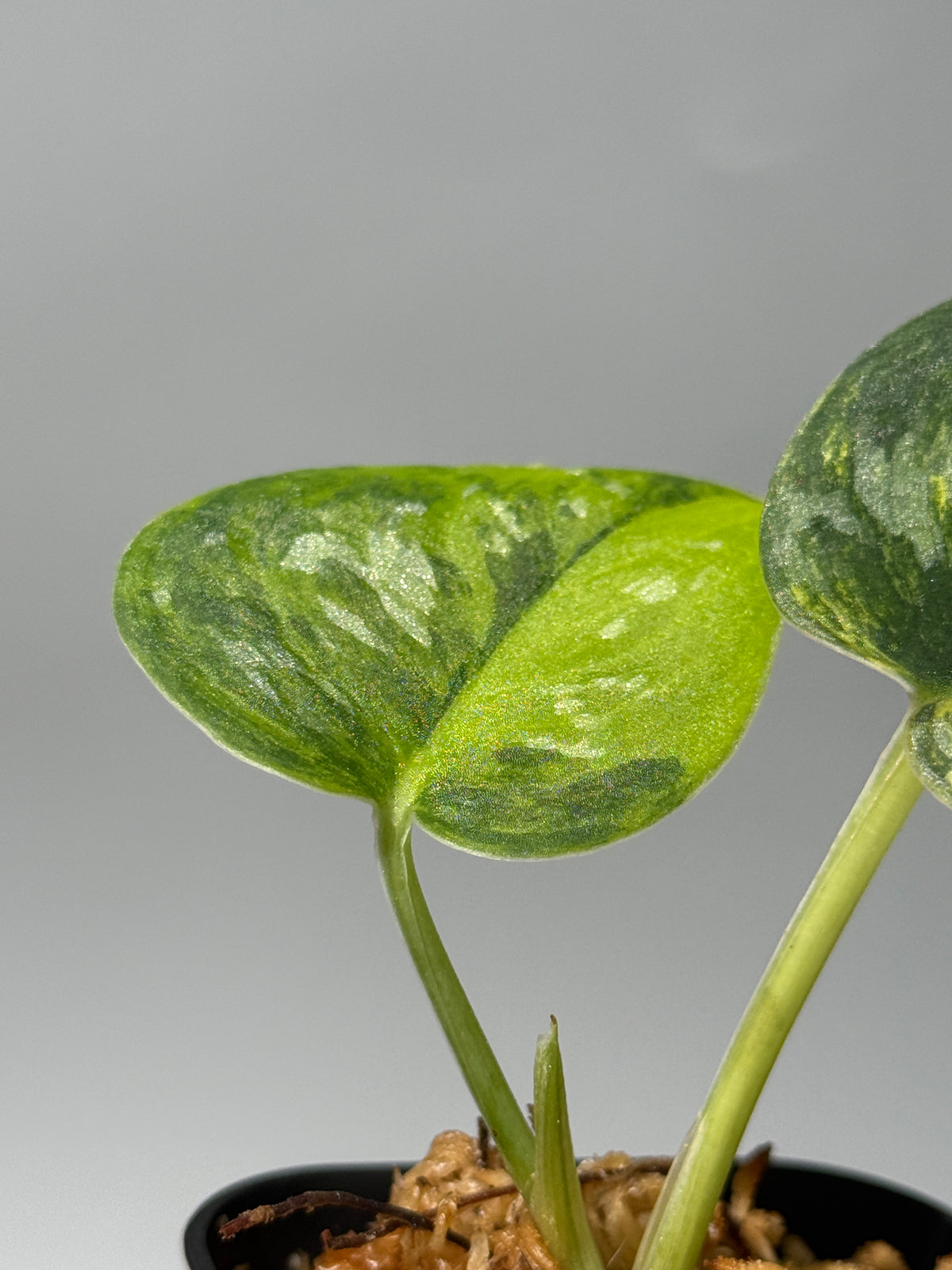 スキンダプサス グリーン ダイヤモンド / Scindapsus Green diamond (1)