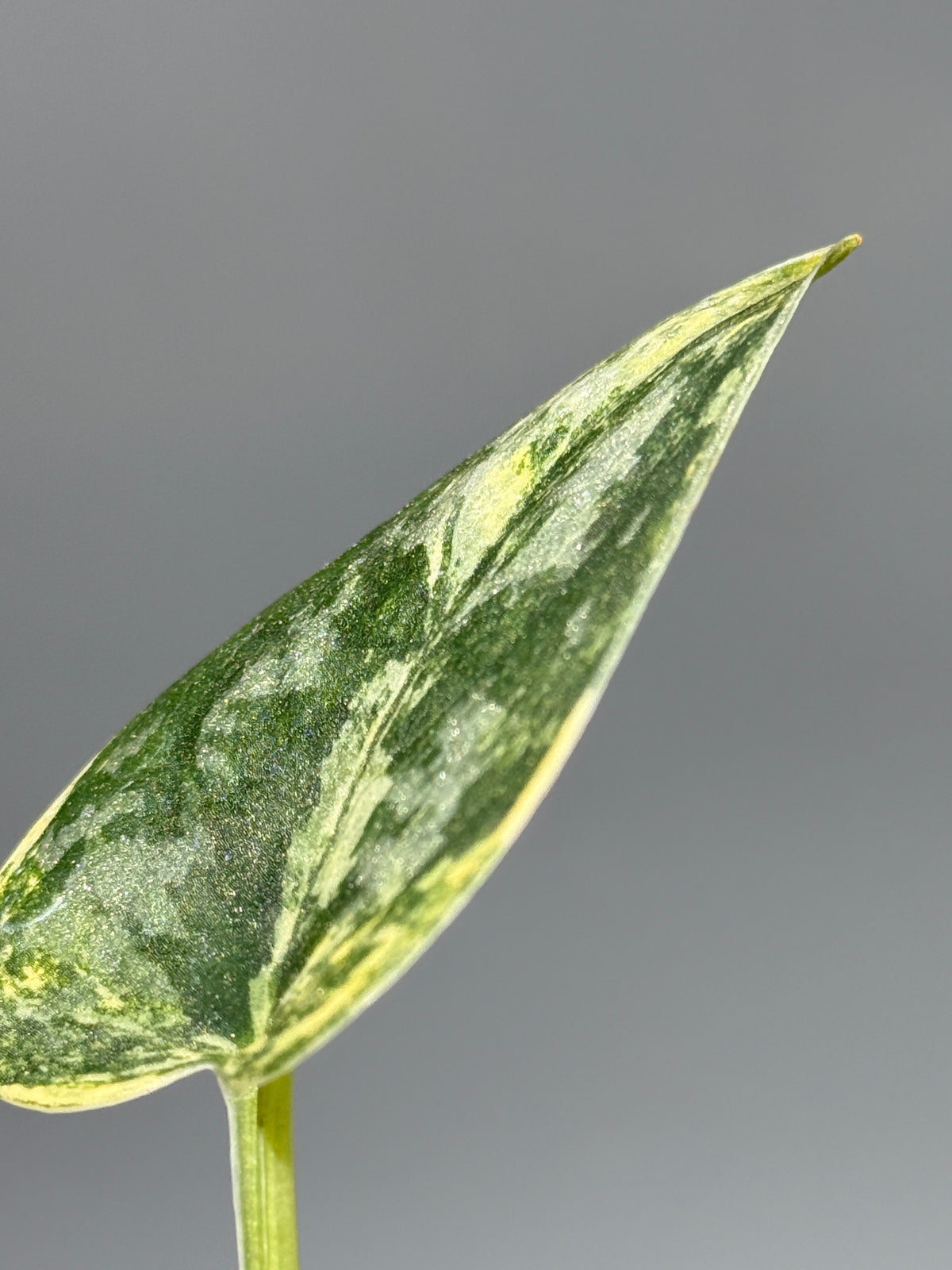 スキンダプサス グリーン ダイヤモンド / Scindapsus Green diamond (1)