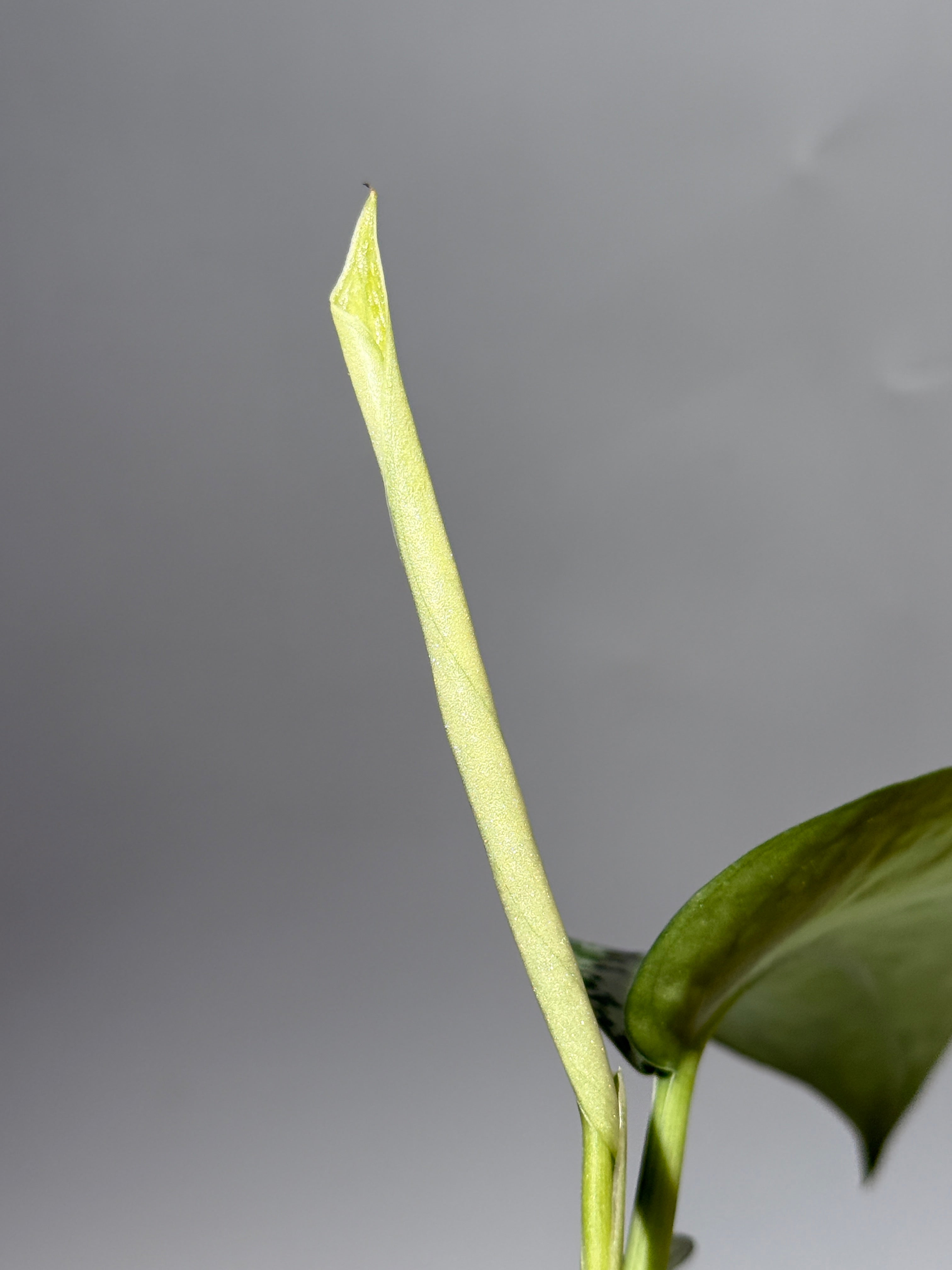 スキンダプサス ラカンビニ / Scindapsus Lakambini (1) – Nakayama-Plants