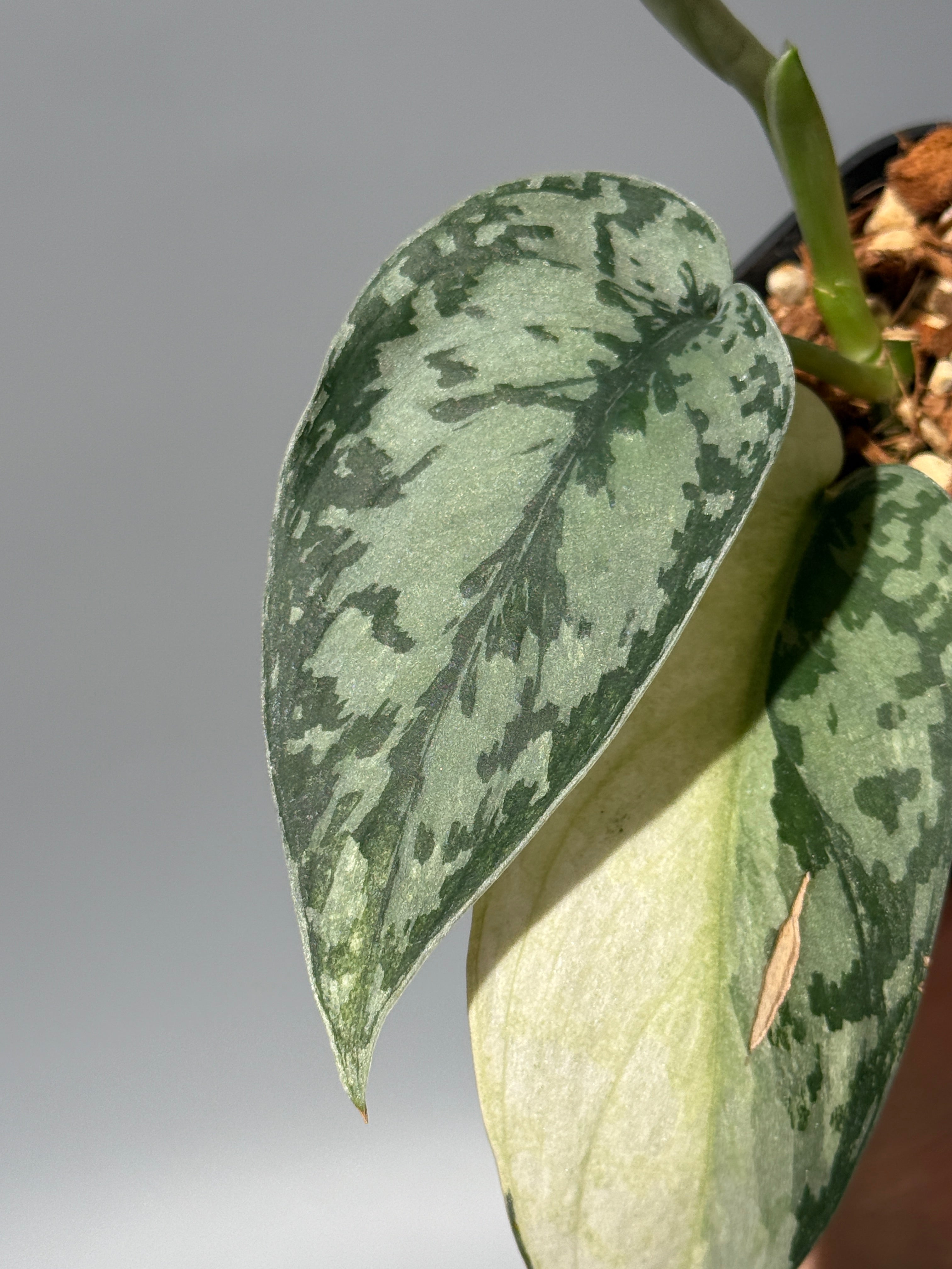 スキンダプサス ラカンビニ / Scindapsus Lakambini (1) – Nakayama-Plants