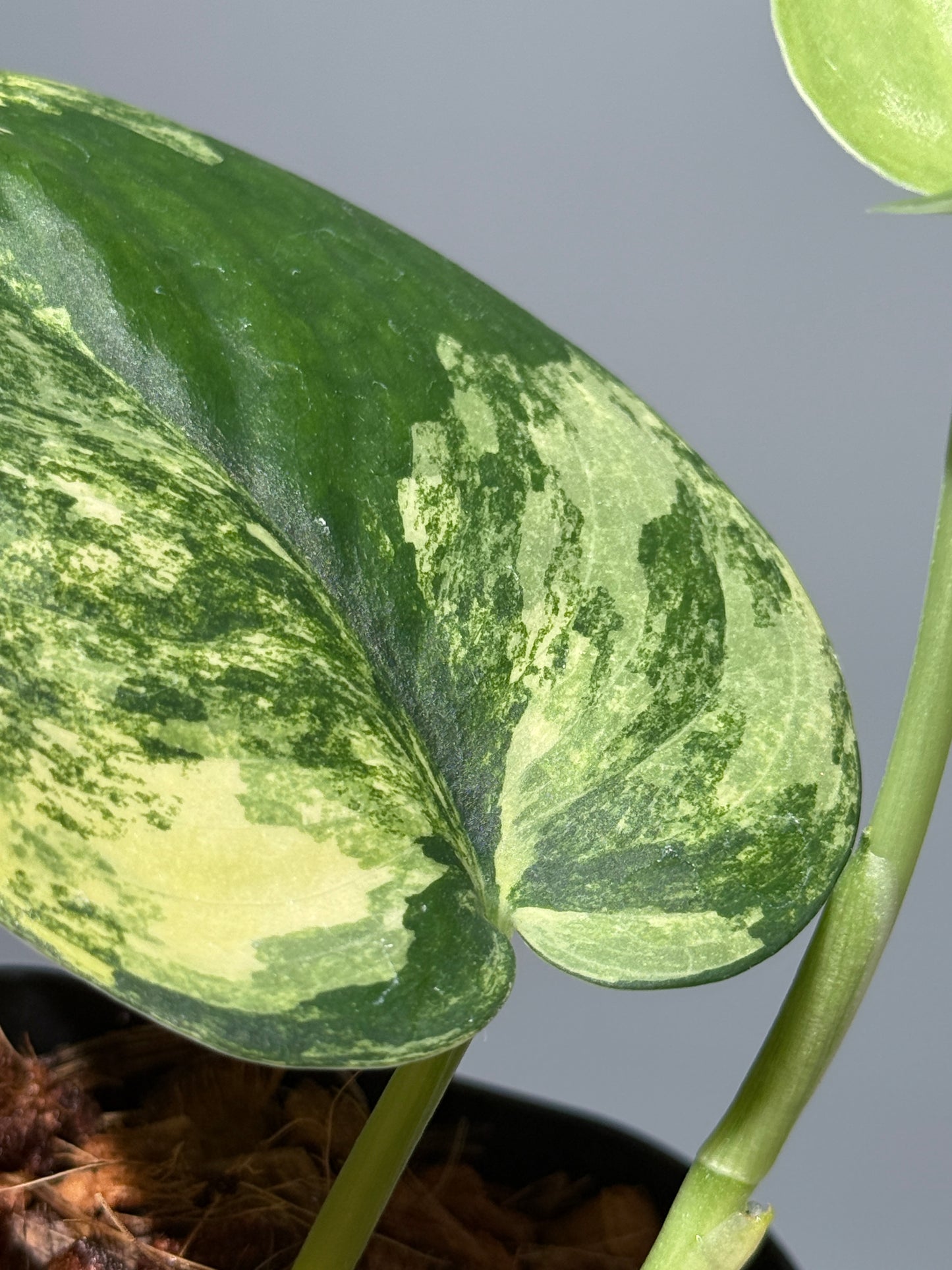 スキンダプサス ジェイドサテン オーレア  / Scindapsus jadesatin aurea (2)