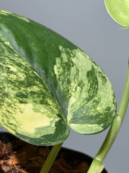 スキンダプサス ジェイドサテン オーレア  / Scindapsus jadesatin aurea (2)