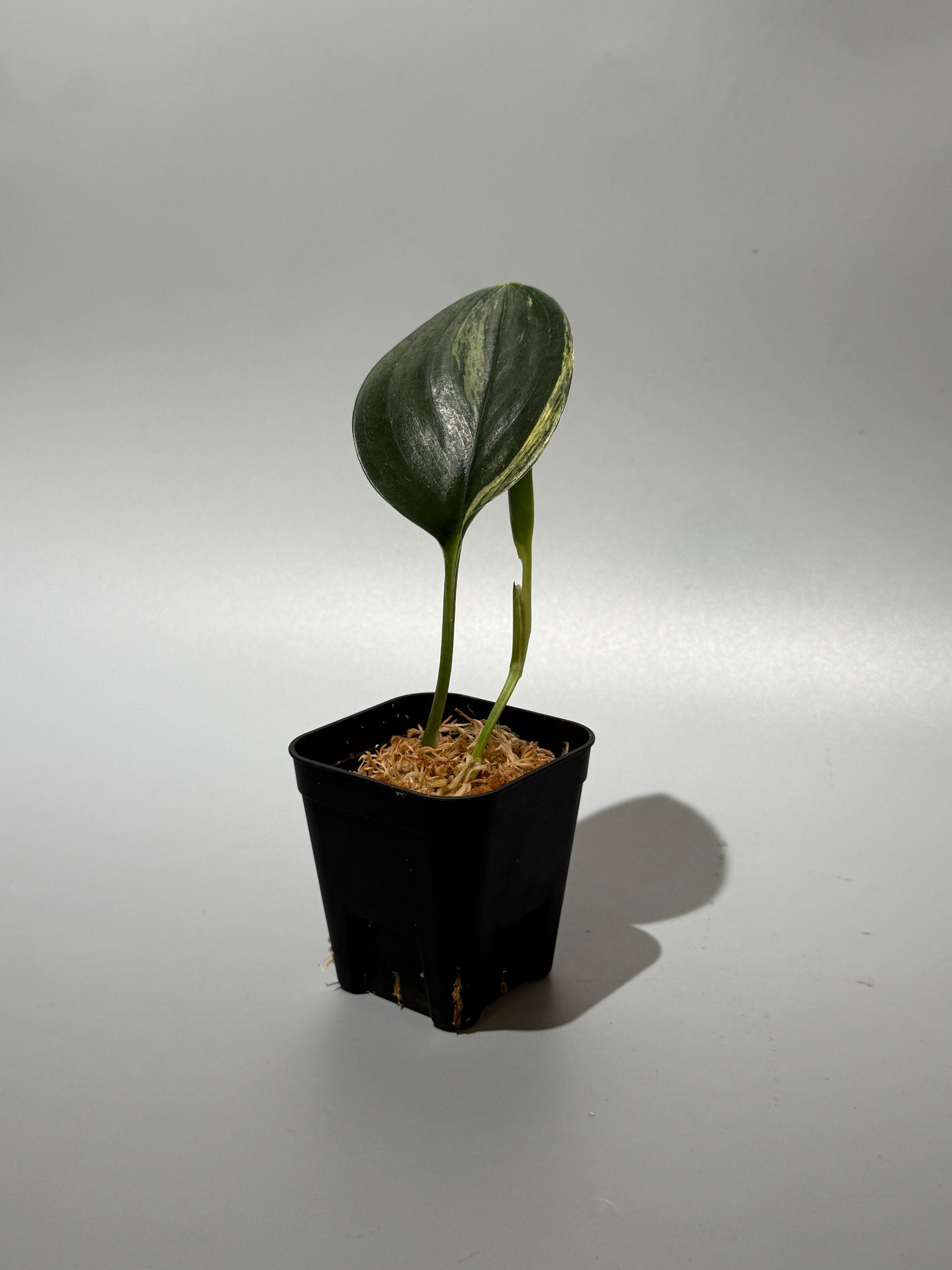 スキンダプサス トレビー ダークフォーム イエロー斑入り/Scindapsus darkform yellow var.(1)