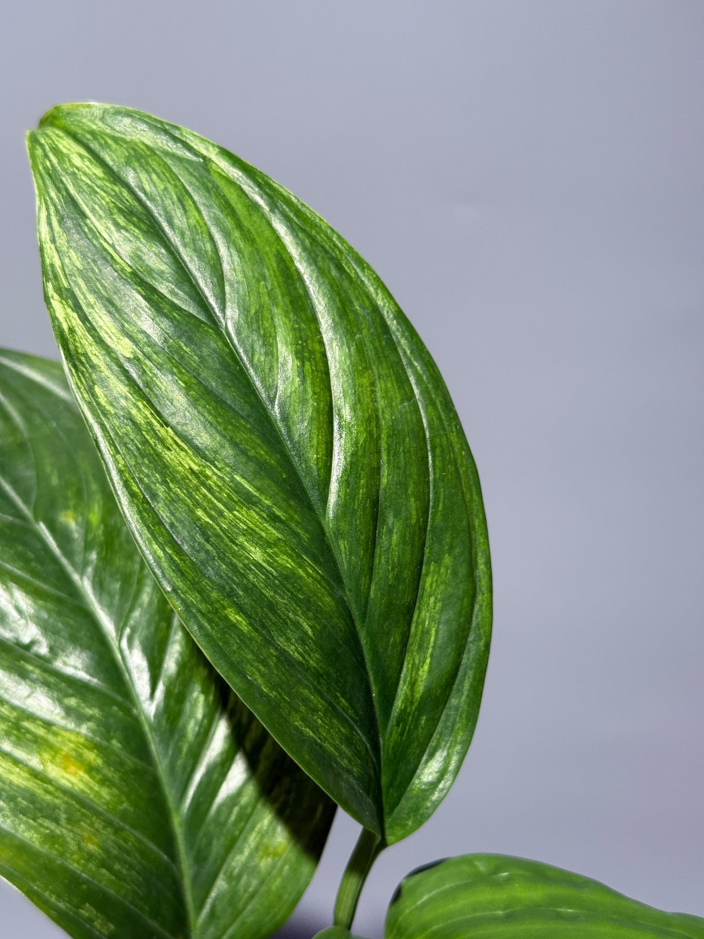 スキンダプサス ペラケンシス  / Scindapsus Perakensis (1)