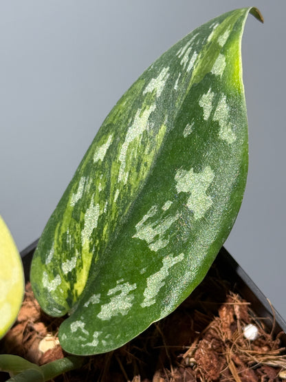 スキンダプサス マラフヨ / Scindapsus Marahuyo (1)