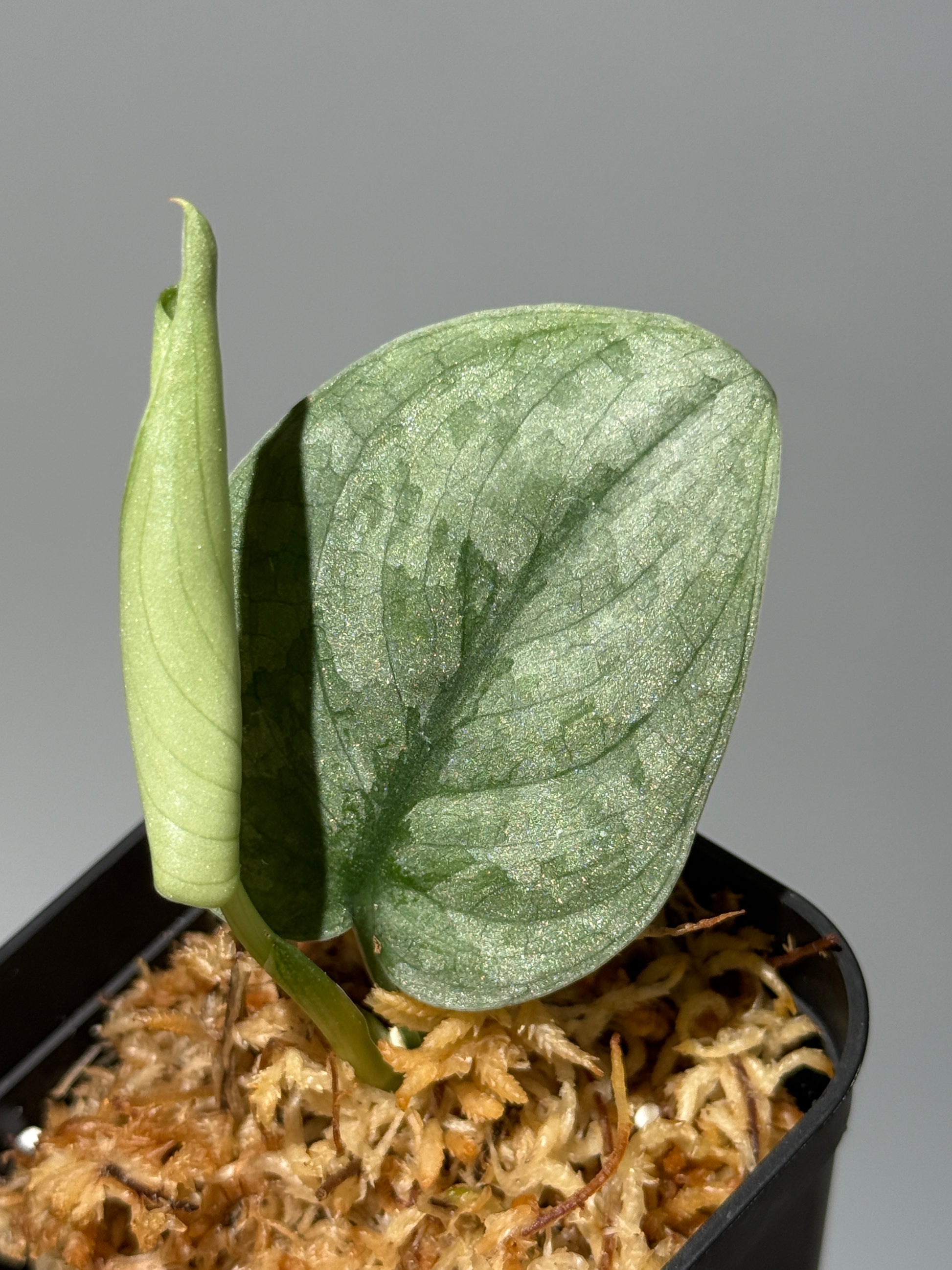 スキンダプサス Sp.バニュマス / Scindapsus Sp.Banyumas (1)