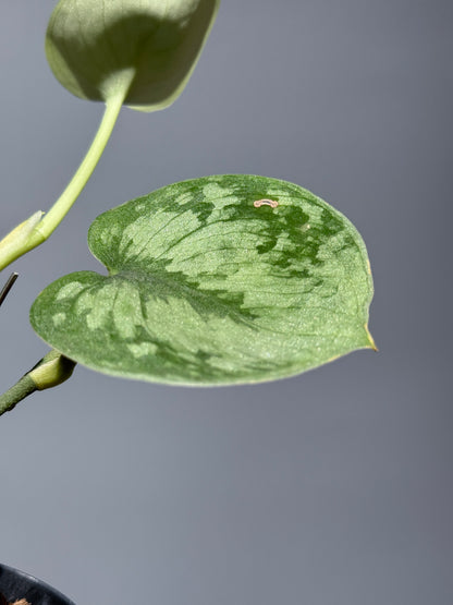 スキンダプサス ドラヤキ / Scindapsus Dorayaki (1)
