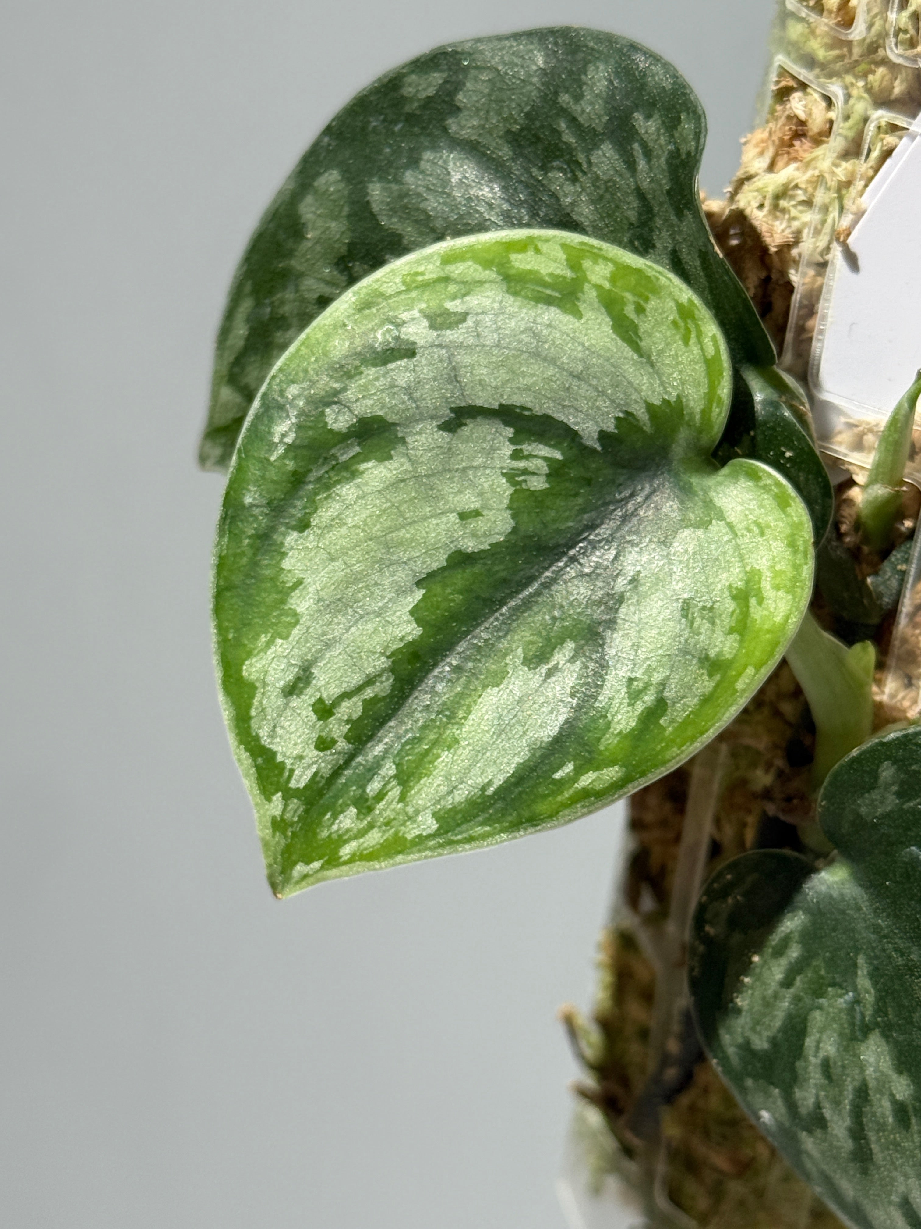 Scindapsus spボルネオ産　わさわさ仕立て1 スキンダプサス Spボルネオ / Scindapsus Sp.Borneo (P2) – Nakayama