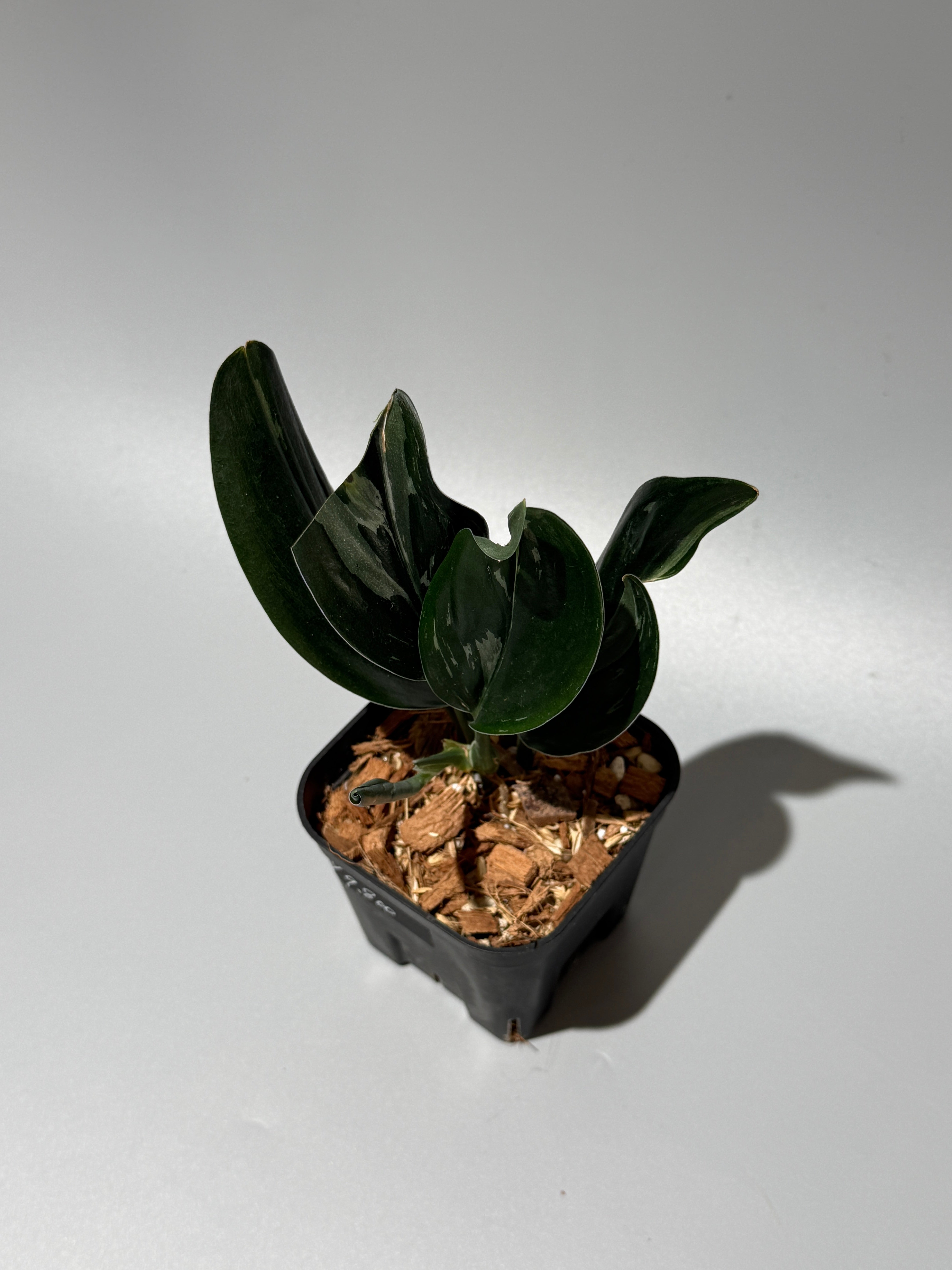 All Plants – Page 2 – Nakayama-Plants