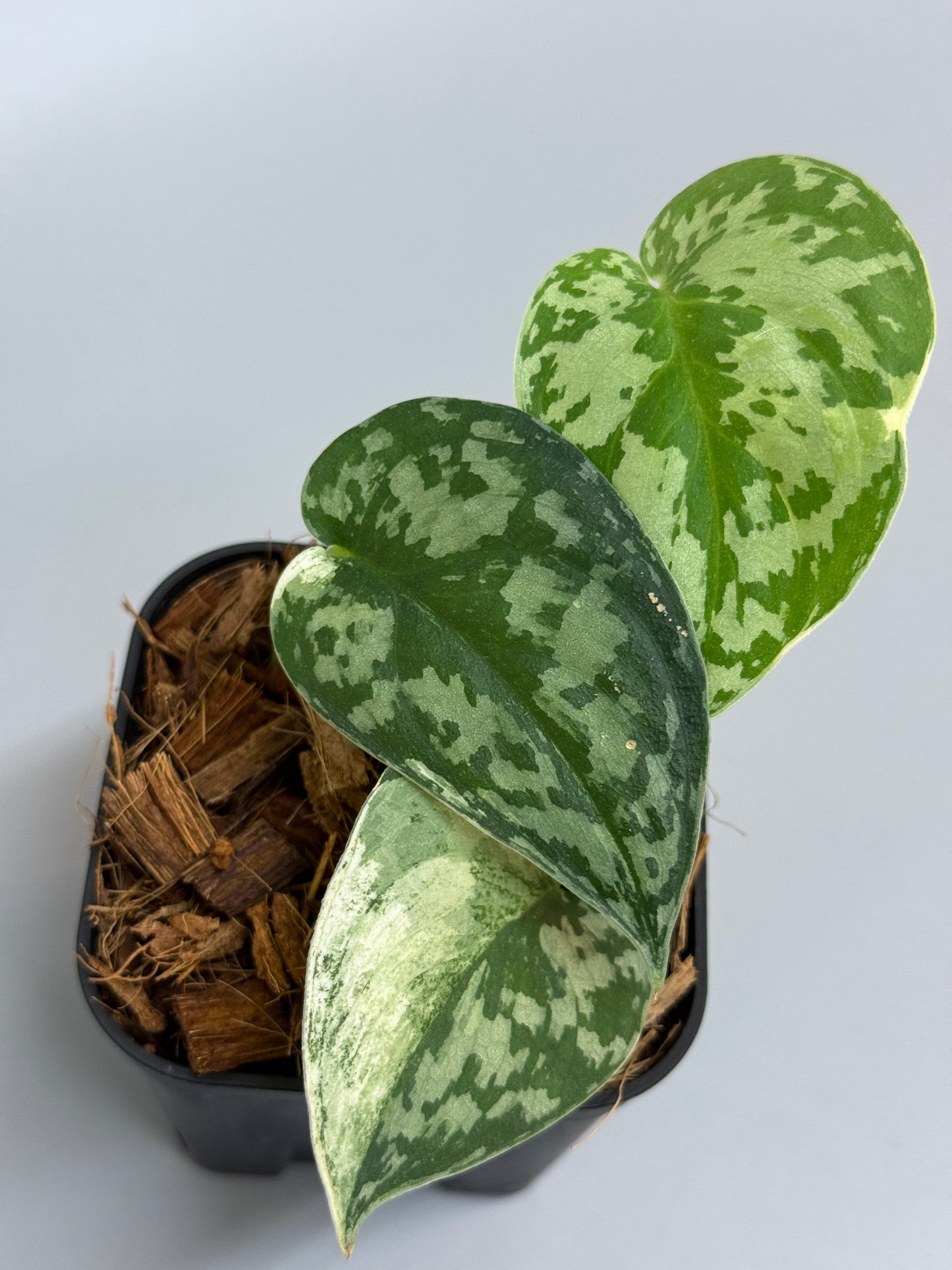 スキンダプサス マヤリ / Scindapsus mayari (3)