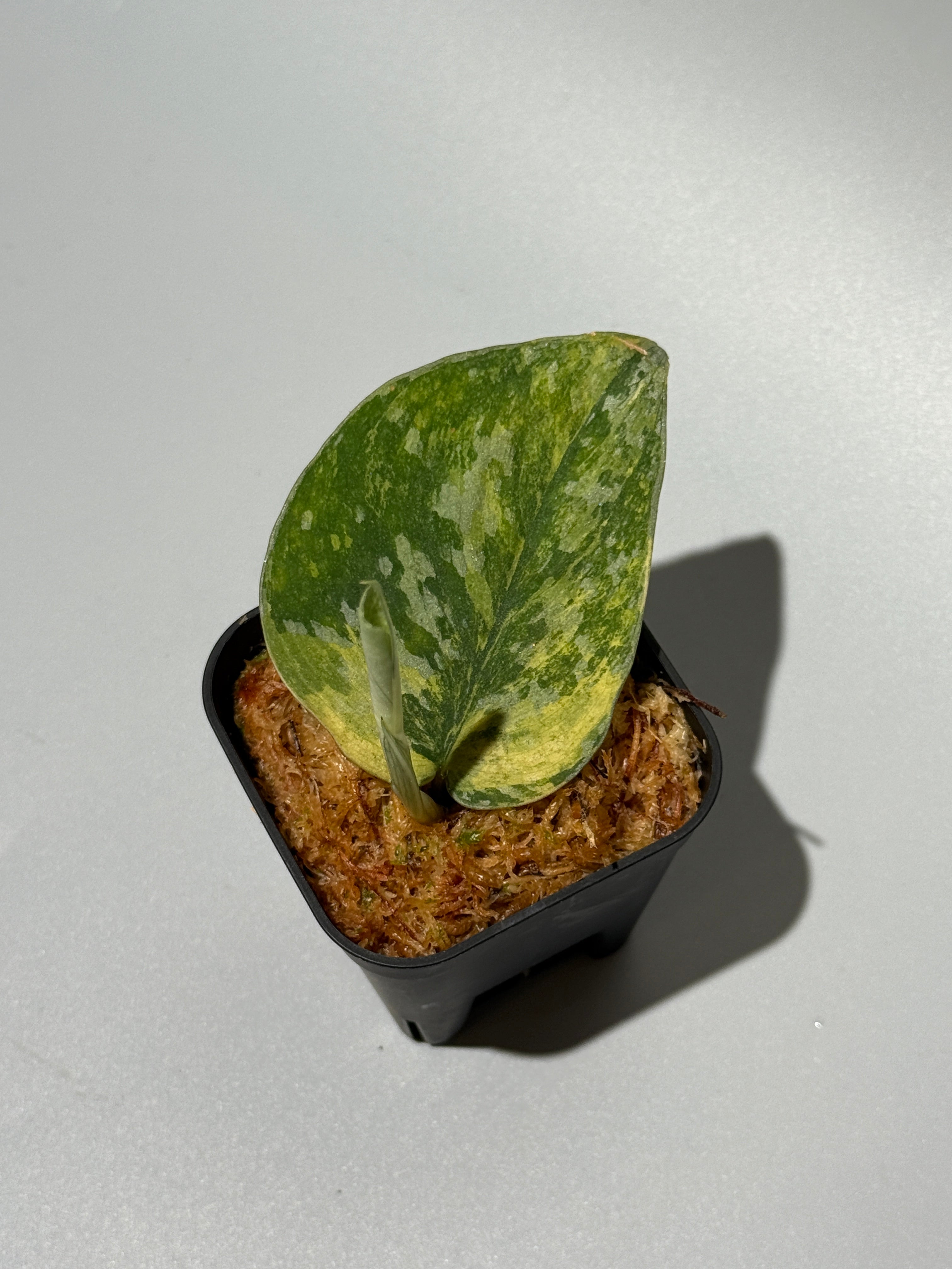 All Plants – Nakayama-Plants