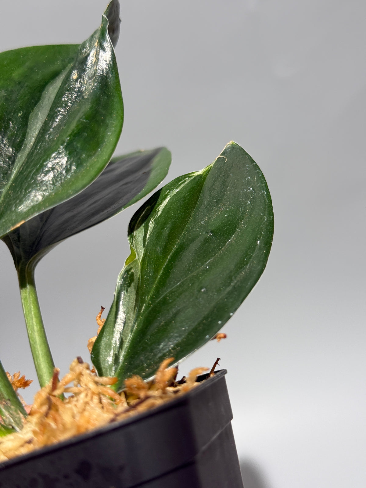 スキンダプサス トレビー ダークフォーム ミューテーション/Scindapsus Treubii darkform mutation (1)