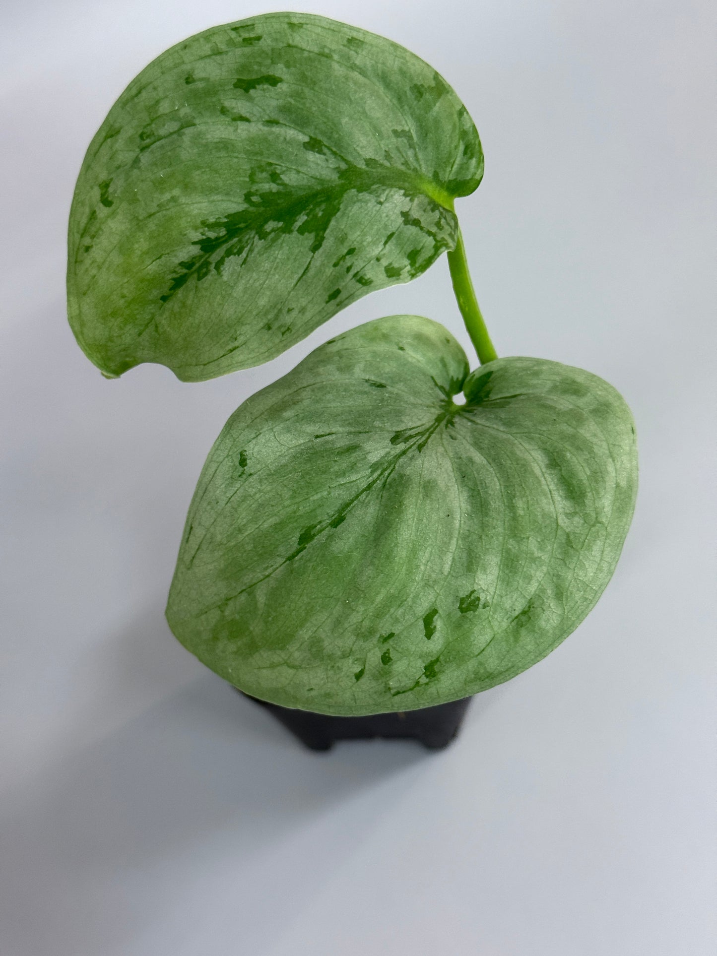 スキンダプサス sp.ジャンビ / Scindapsus sp.jambi (2)